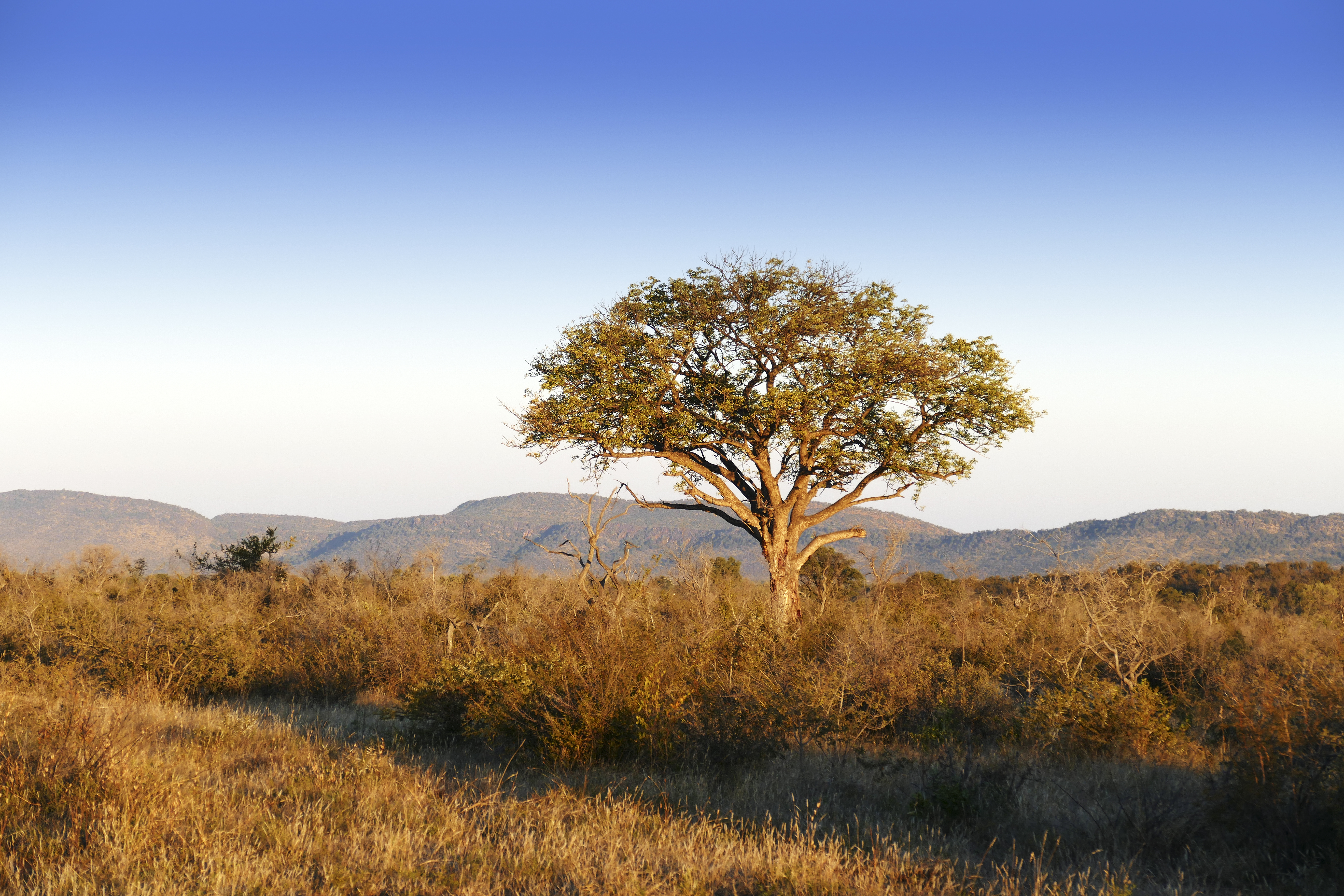 A lone tree stands in golden grassland, its wide canopy silhouetted against a pale African sky, in warm evening light.