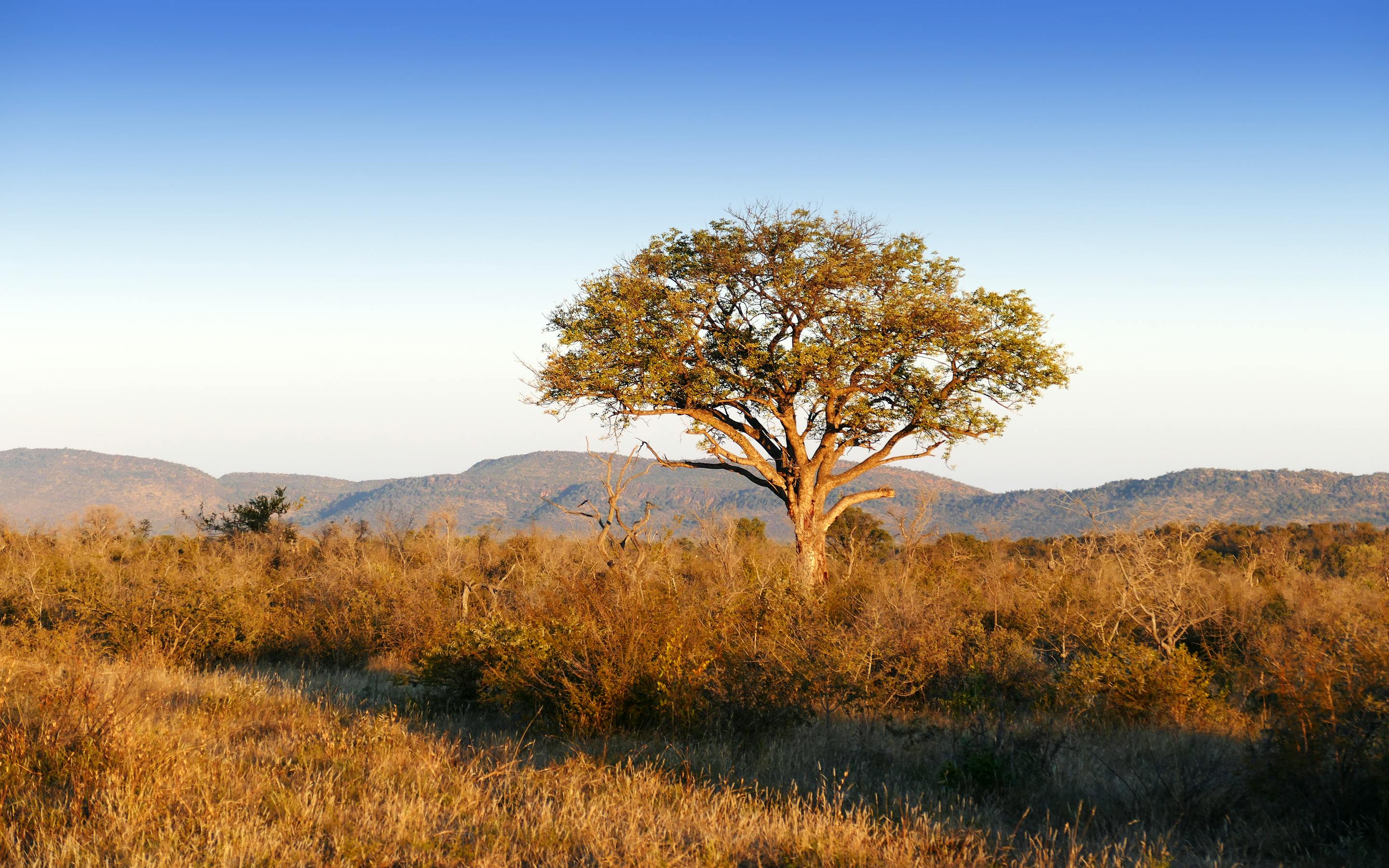 A lone tree stands in golden grassland, its wide canopy silhouetted against a pale African sky, in warm evening light.