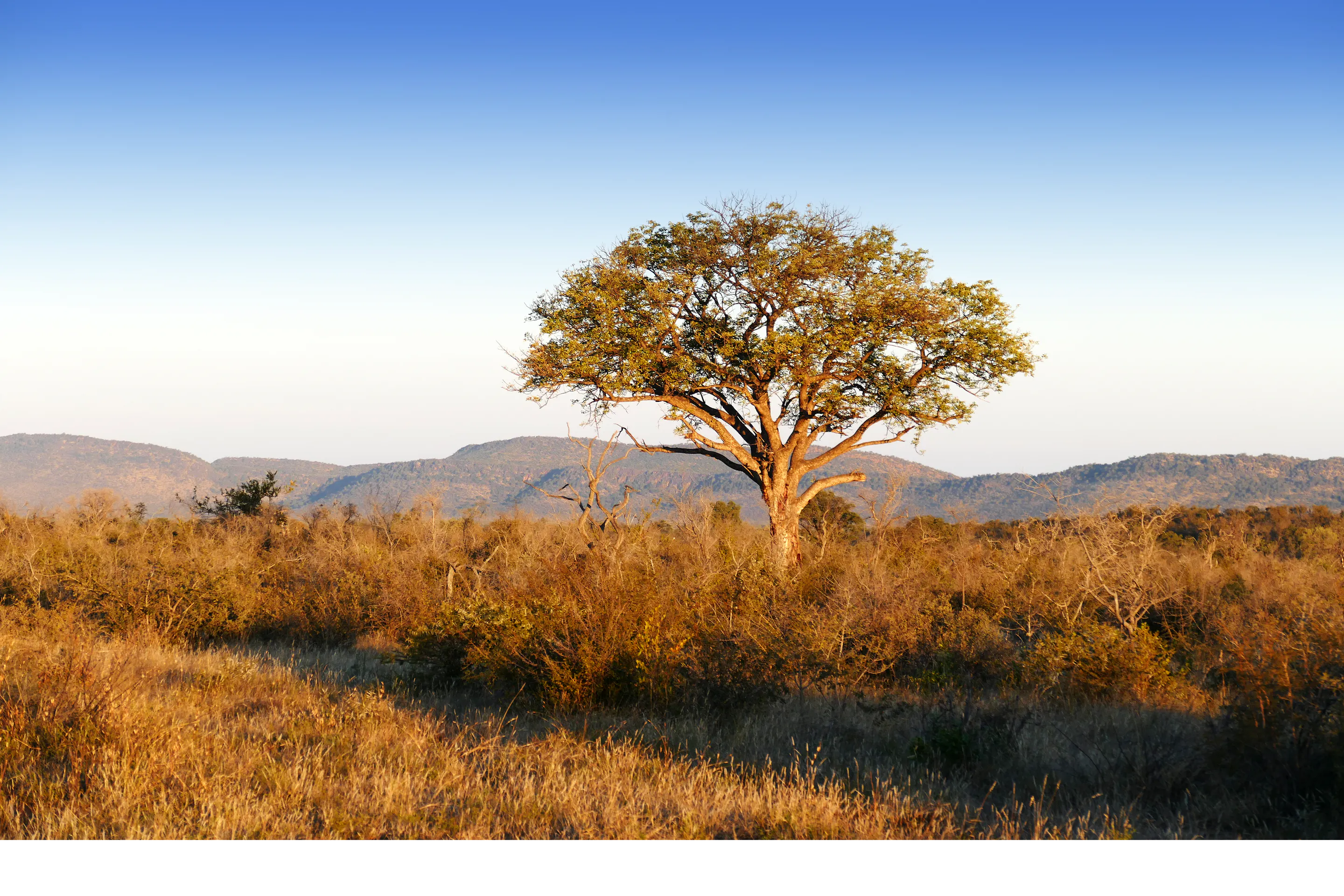 A lone tree stands in golden grassland, its wide canopy silhouetted against a pale African sky, in warm evening light.