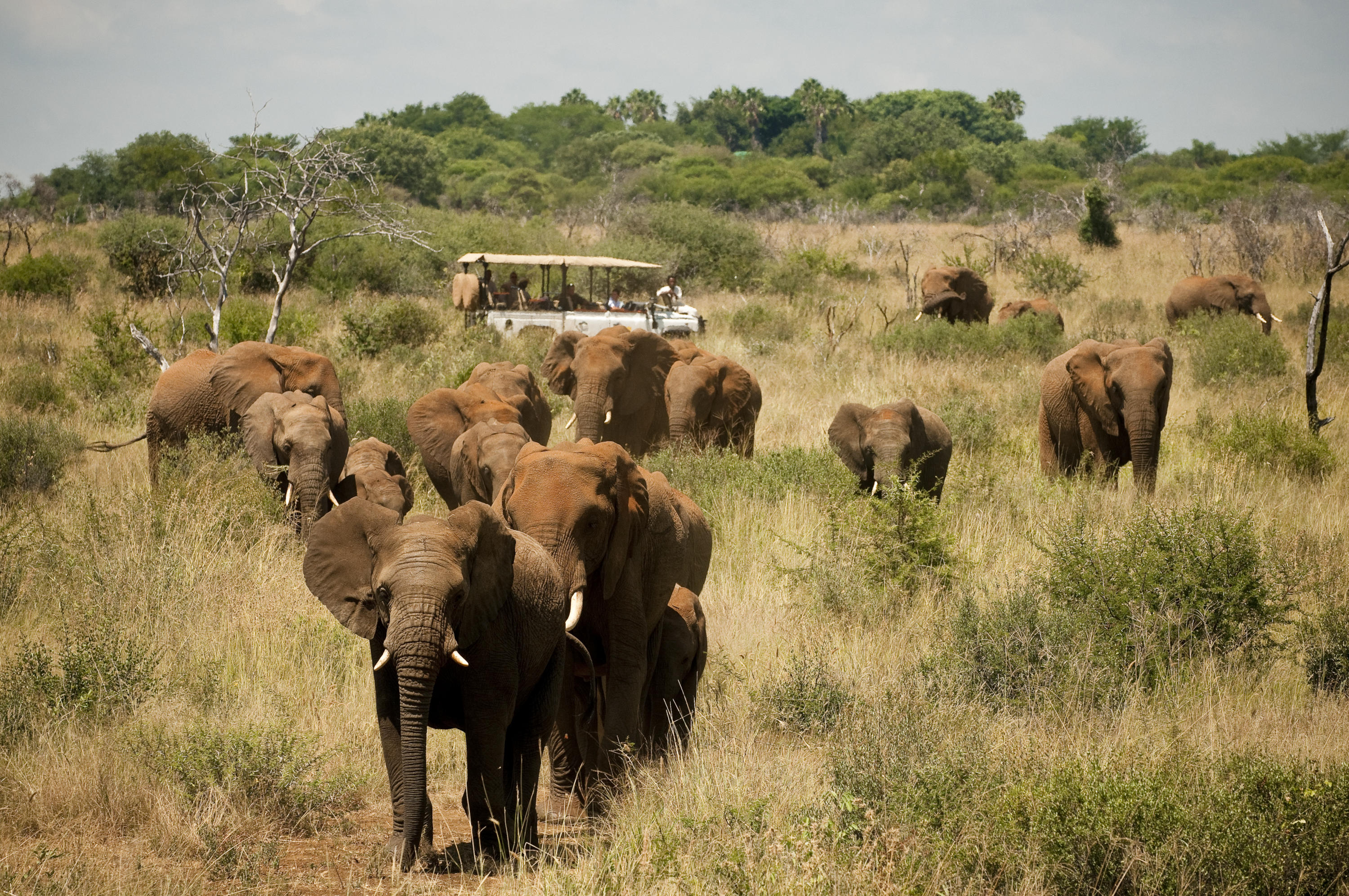 An elephant herd gathers near a safari vehicle, trunks raised as dust drifts across the sunlit road, in overcast light.