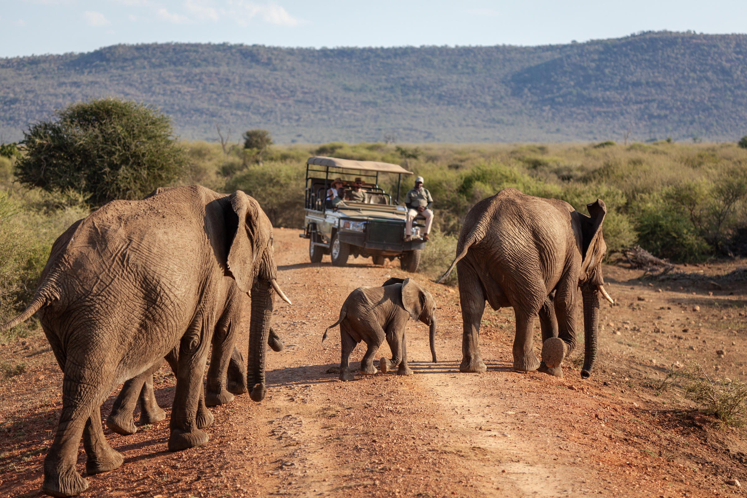 Elephants and calves walk along a dirt road, pausing as an open safari vehicle approaches from in front, in warm evening light.
