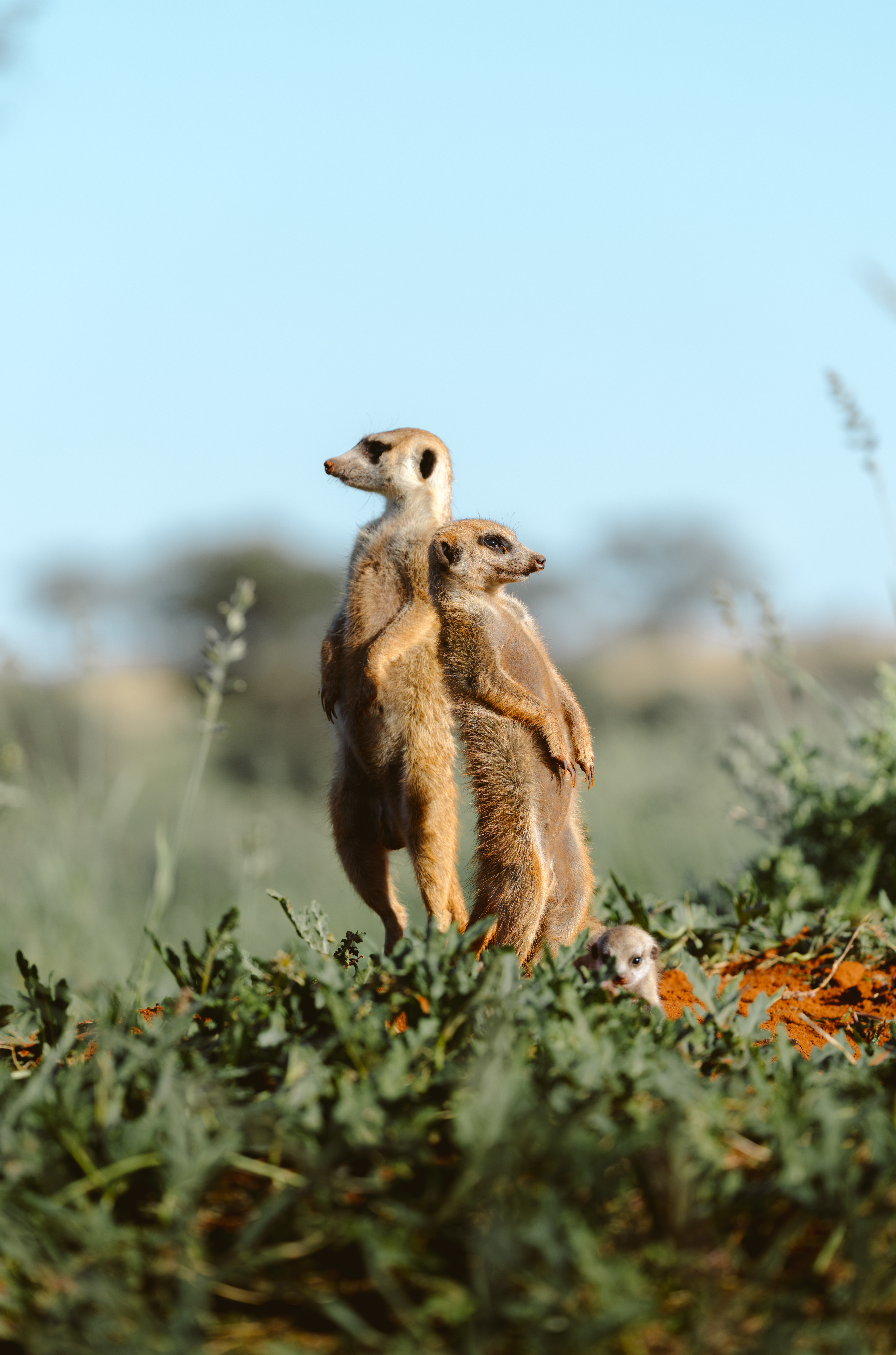 A meerkat stands upright among green plants, scanning the savanna with dunes and sky behind, in warm evening light.