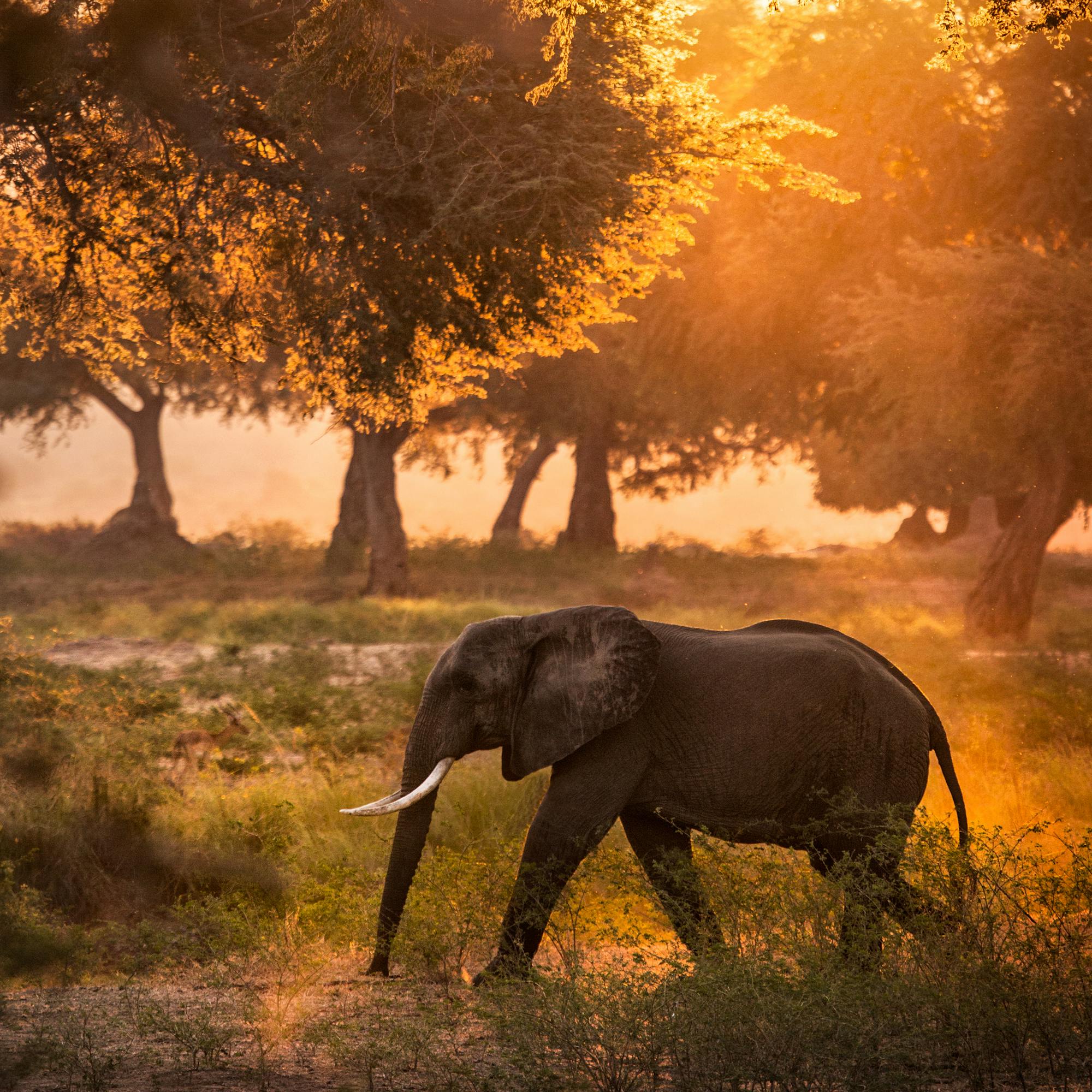 An elephant walks through tall grass at sunset, backlit as warm light filters through trees and drifting dust.
