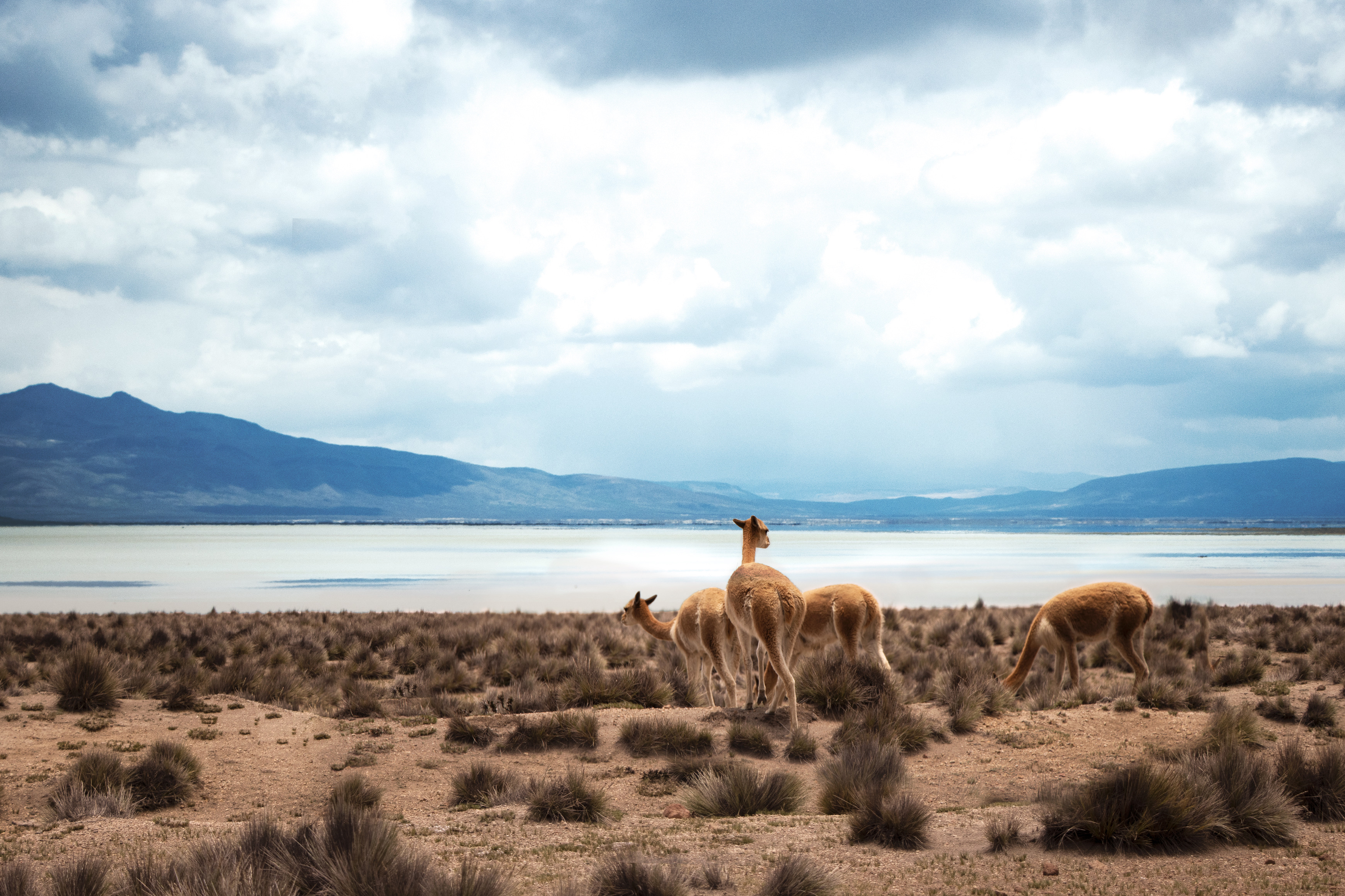 Herd of llamas grazes on dry grass near Lake Titicaca, with dark clouds and rugged mountains in the distance.