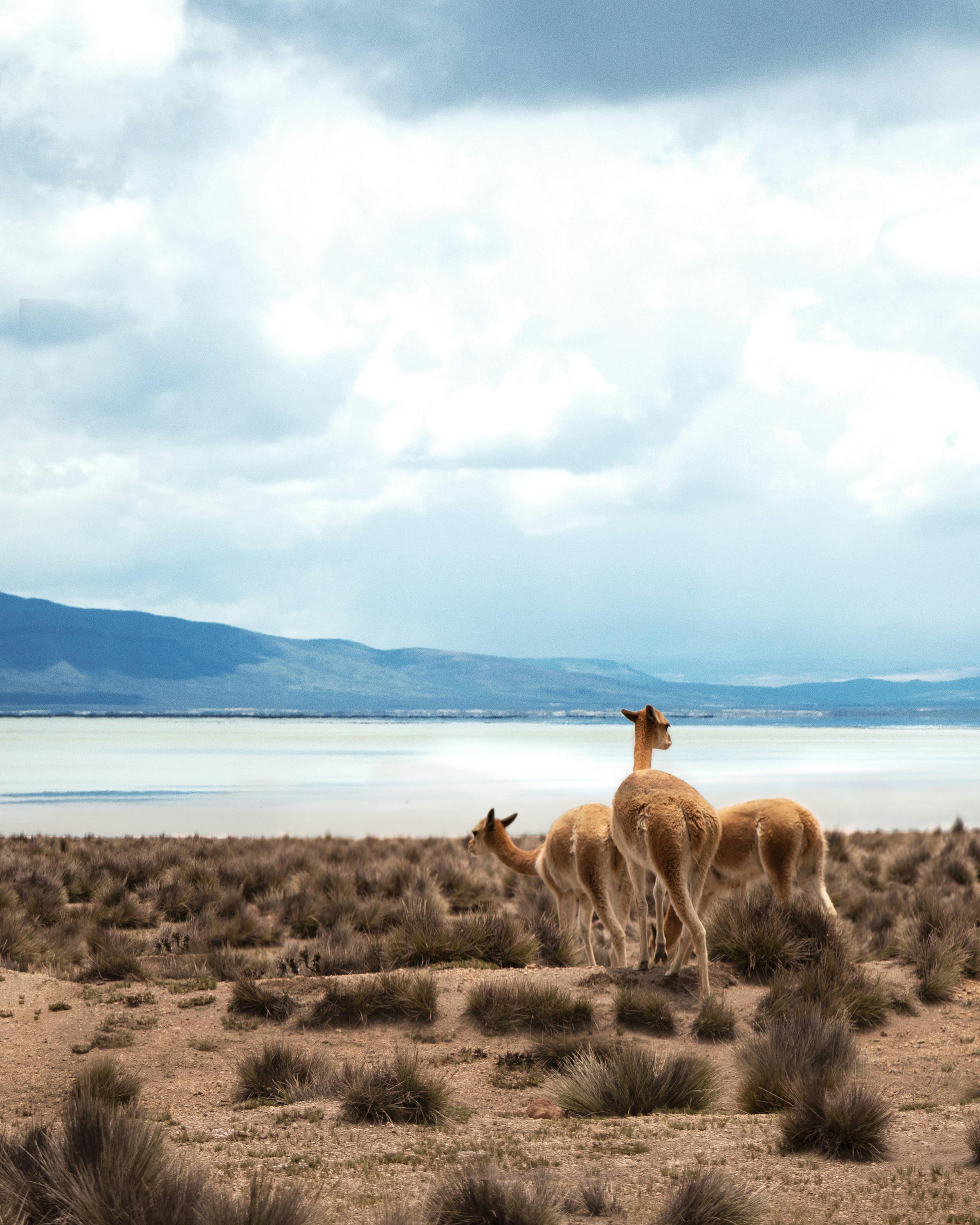 Herd of llamas grazes on dry grass near Lake Titicaca, with dark clouds and rugged mountains in the distance.