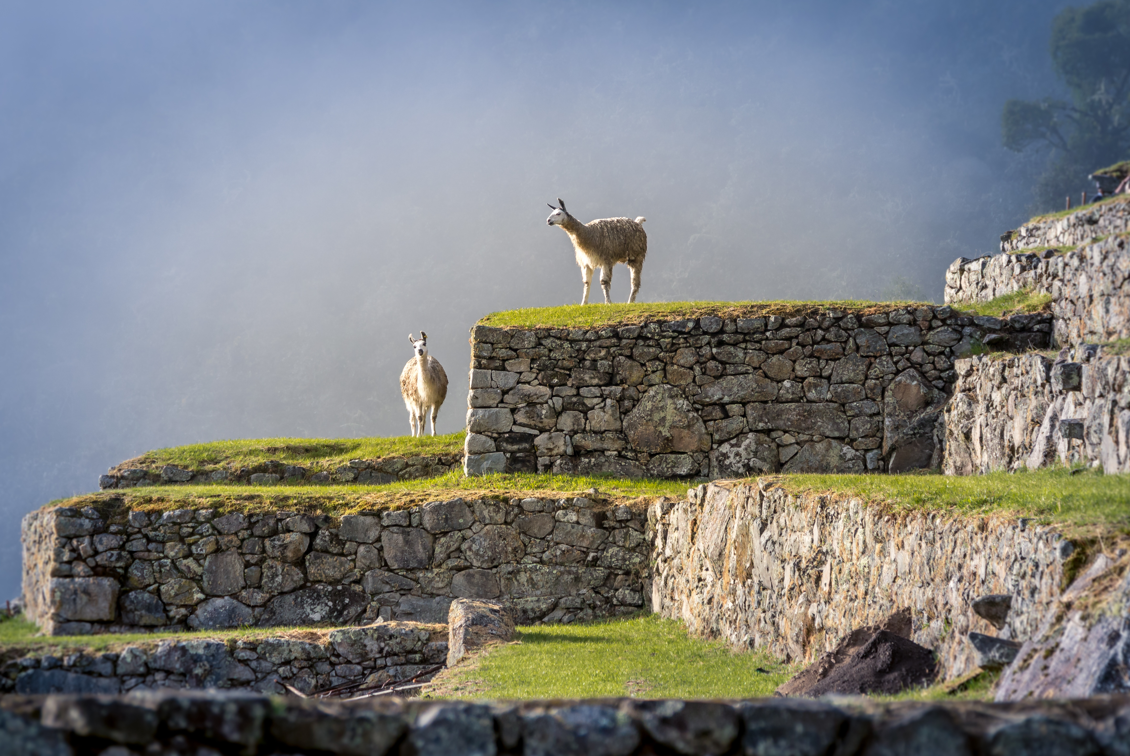 Two llamas graze on green terraces at Machu Picchu, stone walls and steep mountains framing the scene.