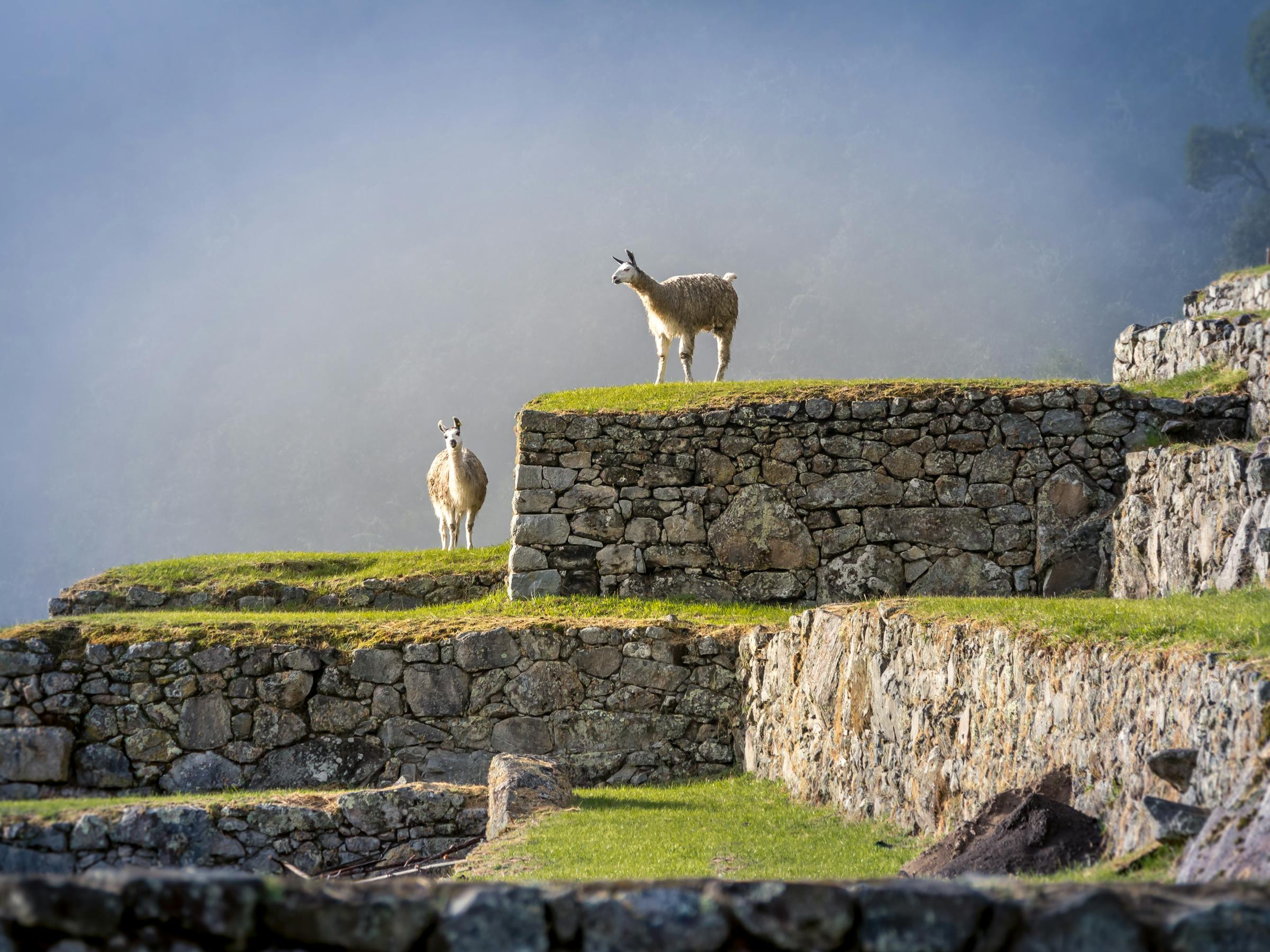 Two llamas graze on green terraces at Machu Picchu, stone walls and steep mountains framing the scene.