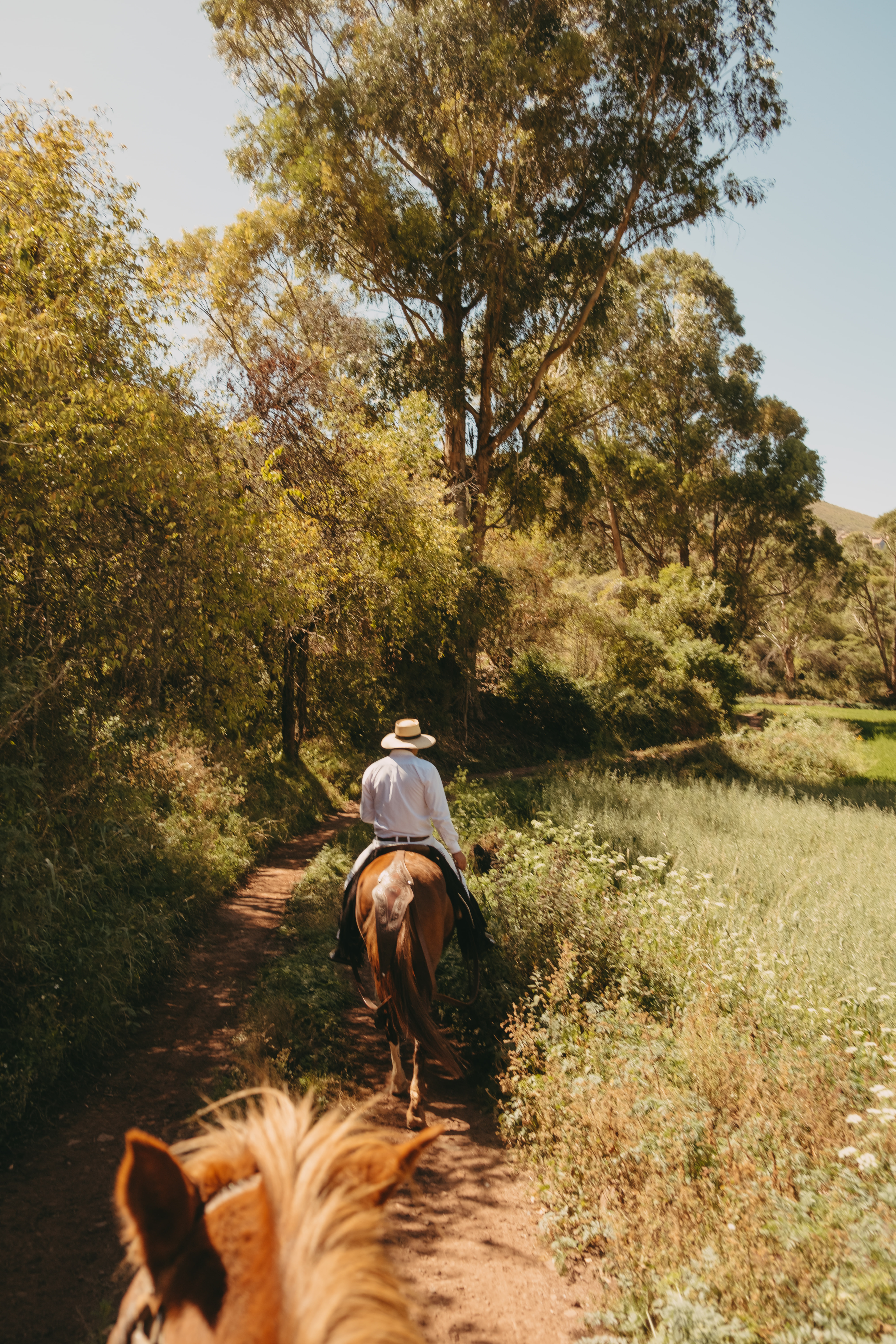 Rider on horseback crosses a sunlit meadow in the Sacred Valley, golden trees and mountains stretching ahead.