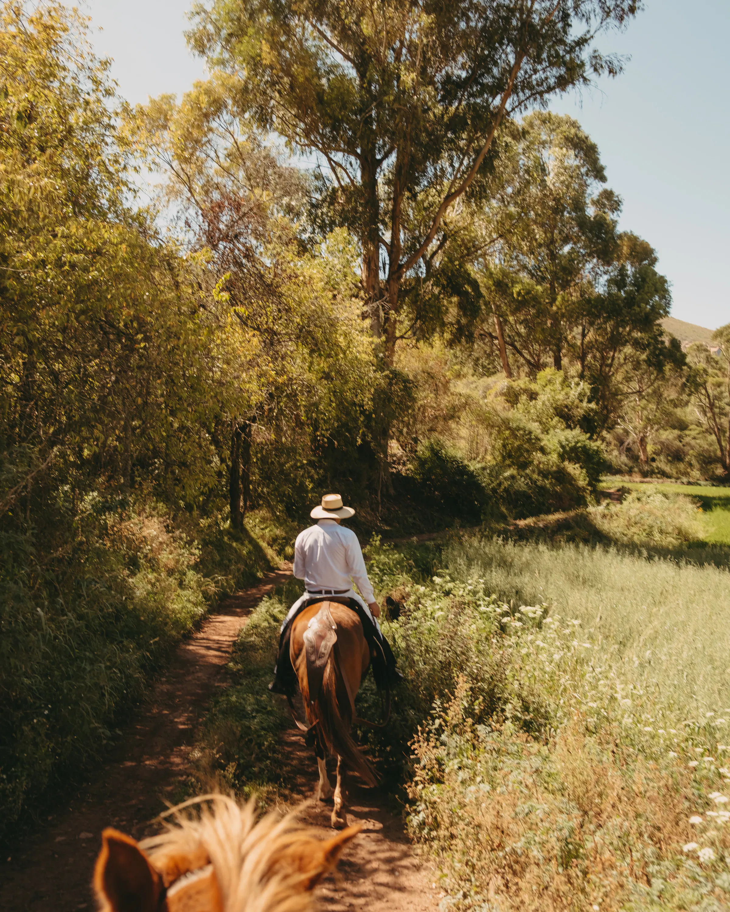 Rider on horseback crosses a sunlit meadow in the Sacred Valley, golden trees and mountains stretching ahead.