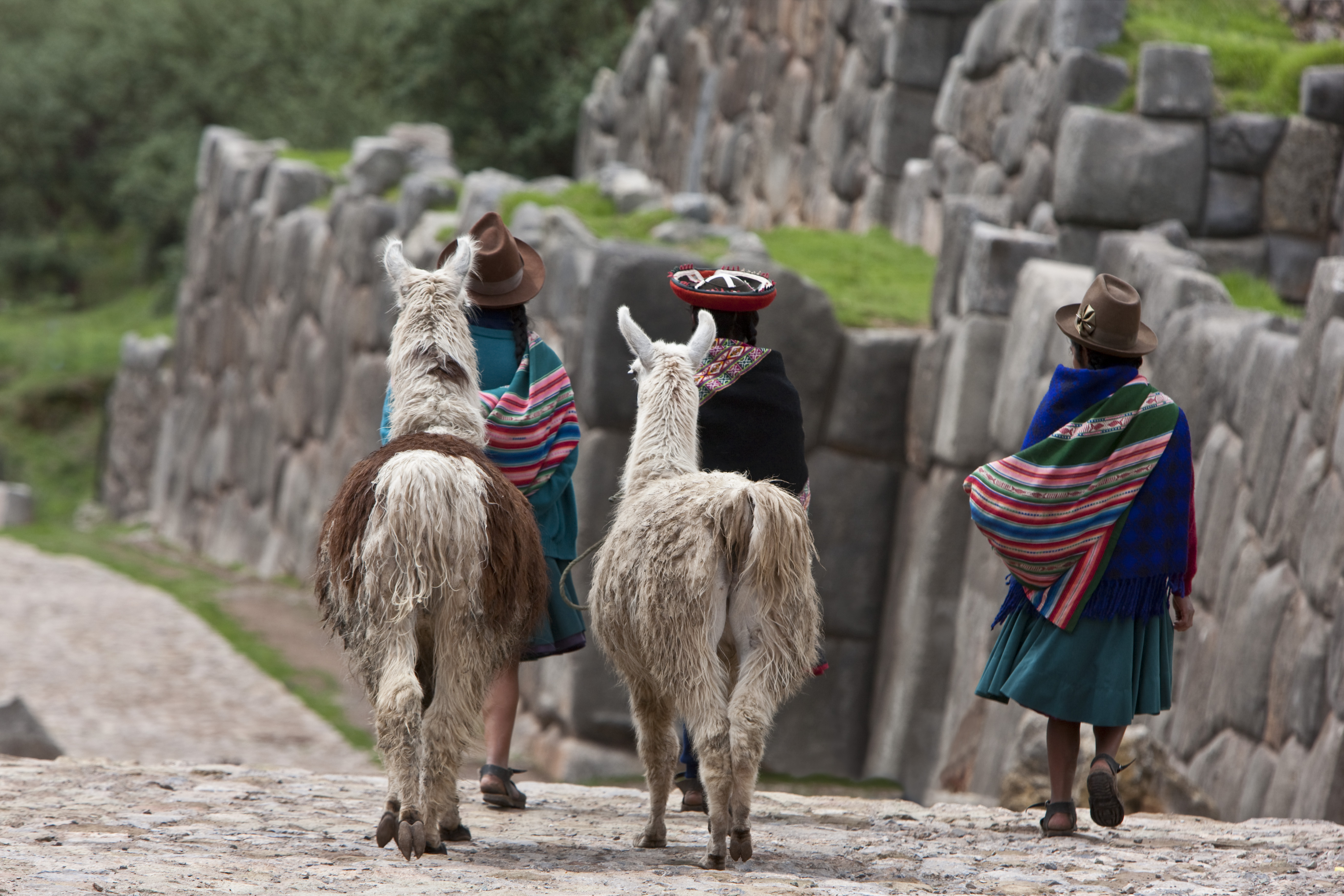 Three llamas walk along a stone path as travelers in colorful shawls lead them past ancient ruins and grass.