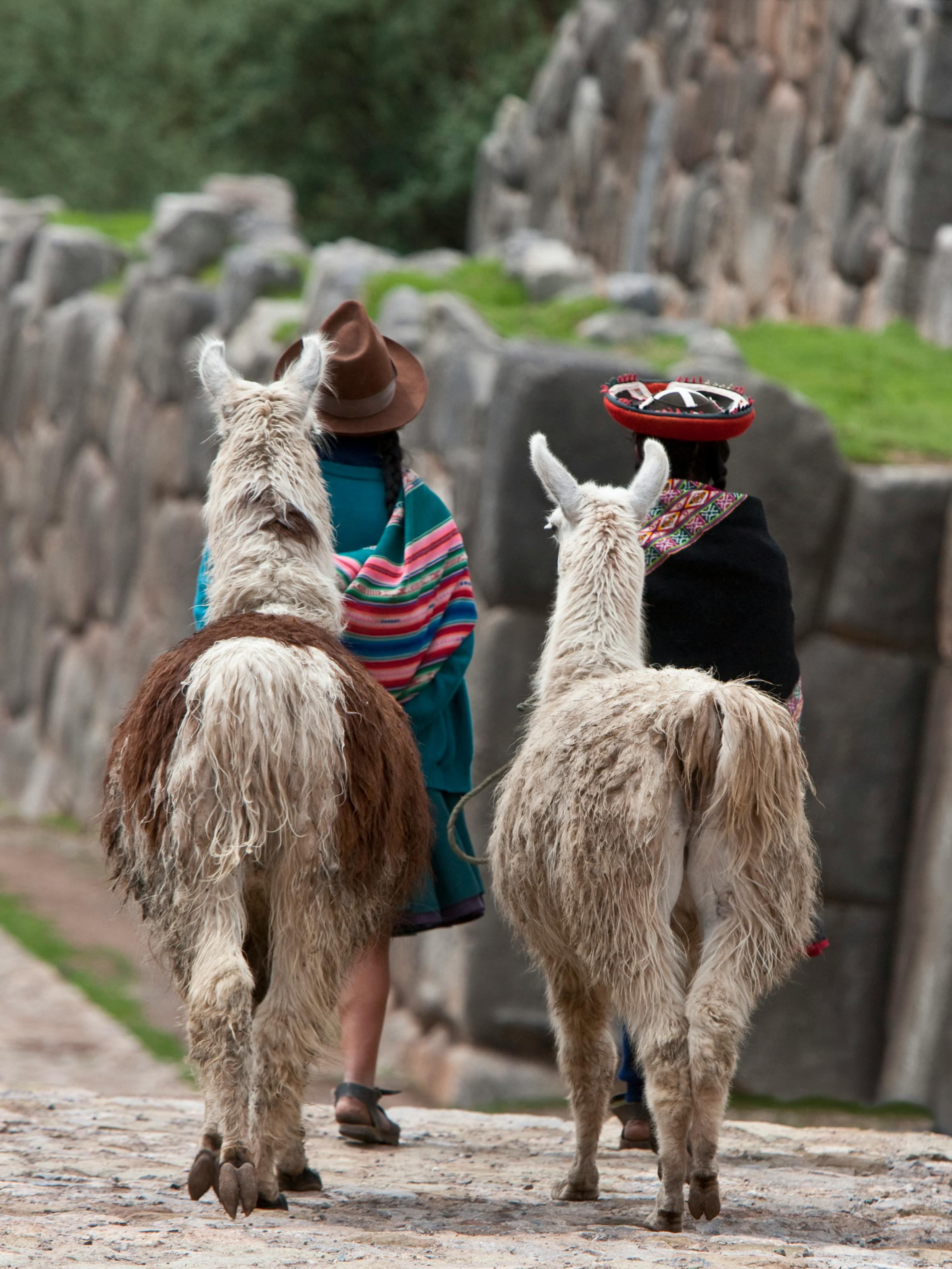 Three llamas walk along a stone path as travelers in colorful shawls lead them past ancient ruins and grass.