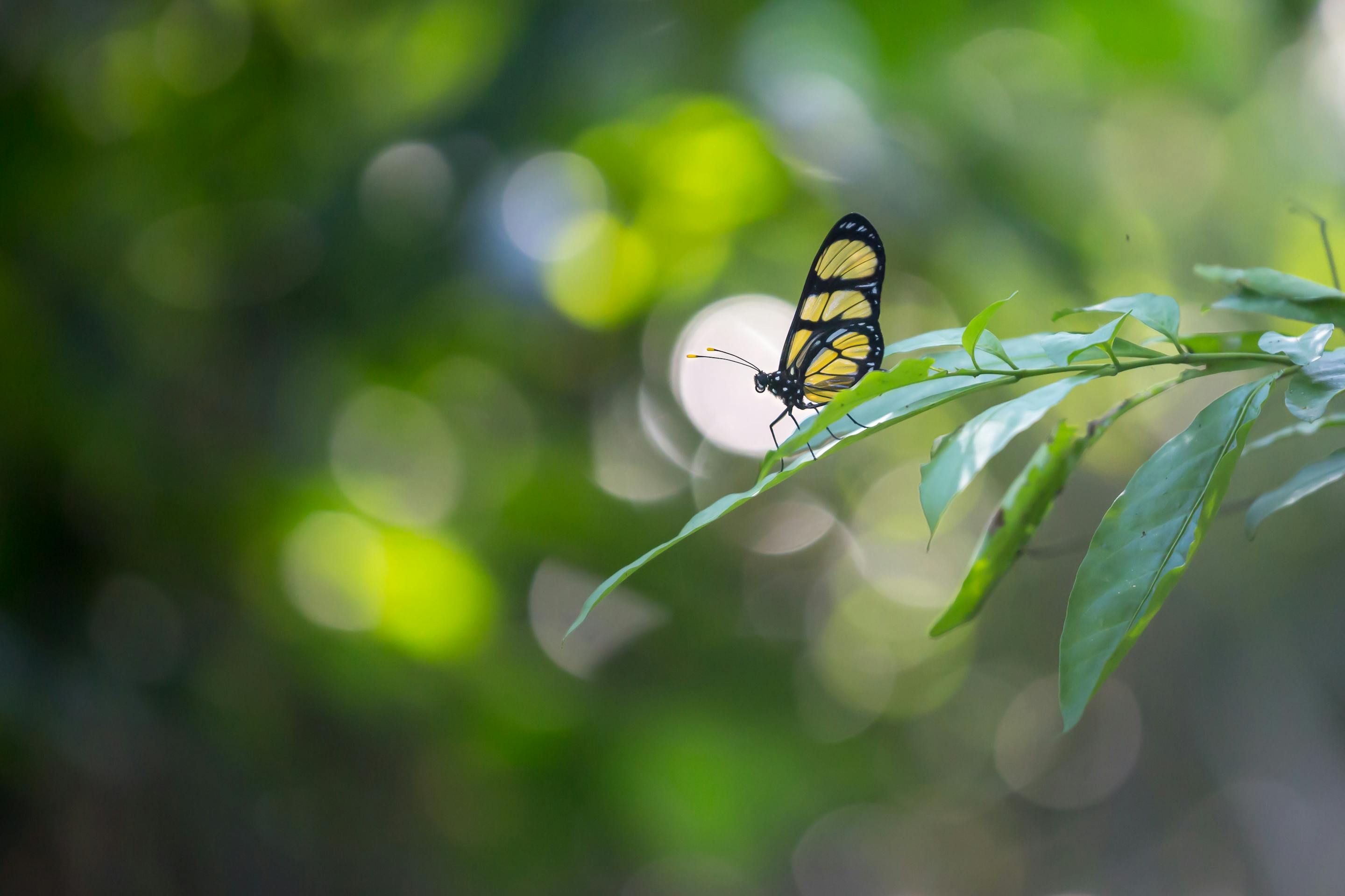 A yellow-and-black butterfly perched on the tip of a green leaf, with a soft, blurred green forest background creating a bokeh effect.