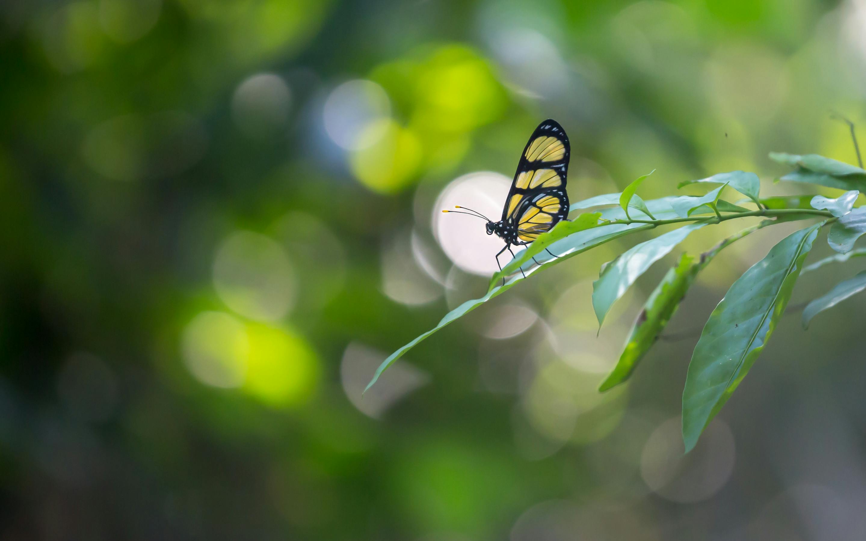 A yellow-and-black butterfly perched on the tip of a green leaf, with a soft, blurred green forest background.