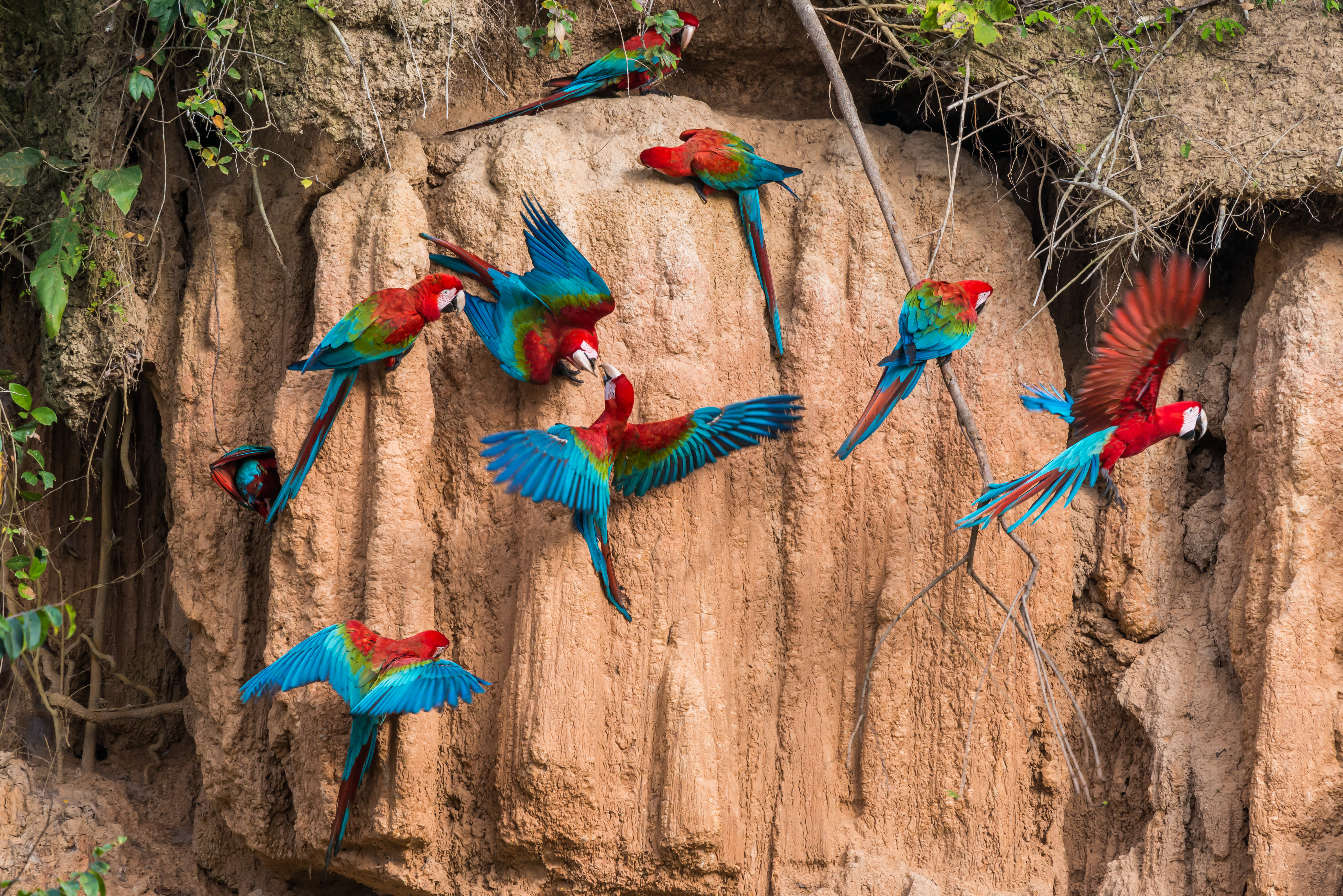 Colorful red, blue, and green macaws gathered on a clay cliff, some perched and others in flight, against a natural earthen riverbank backdrop.
