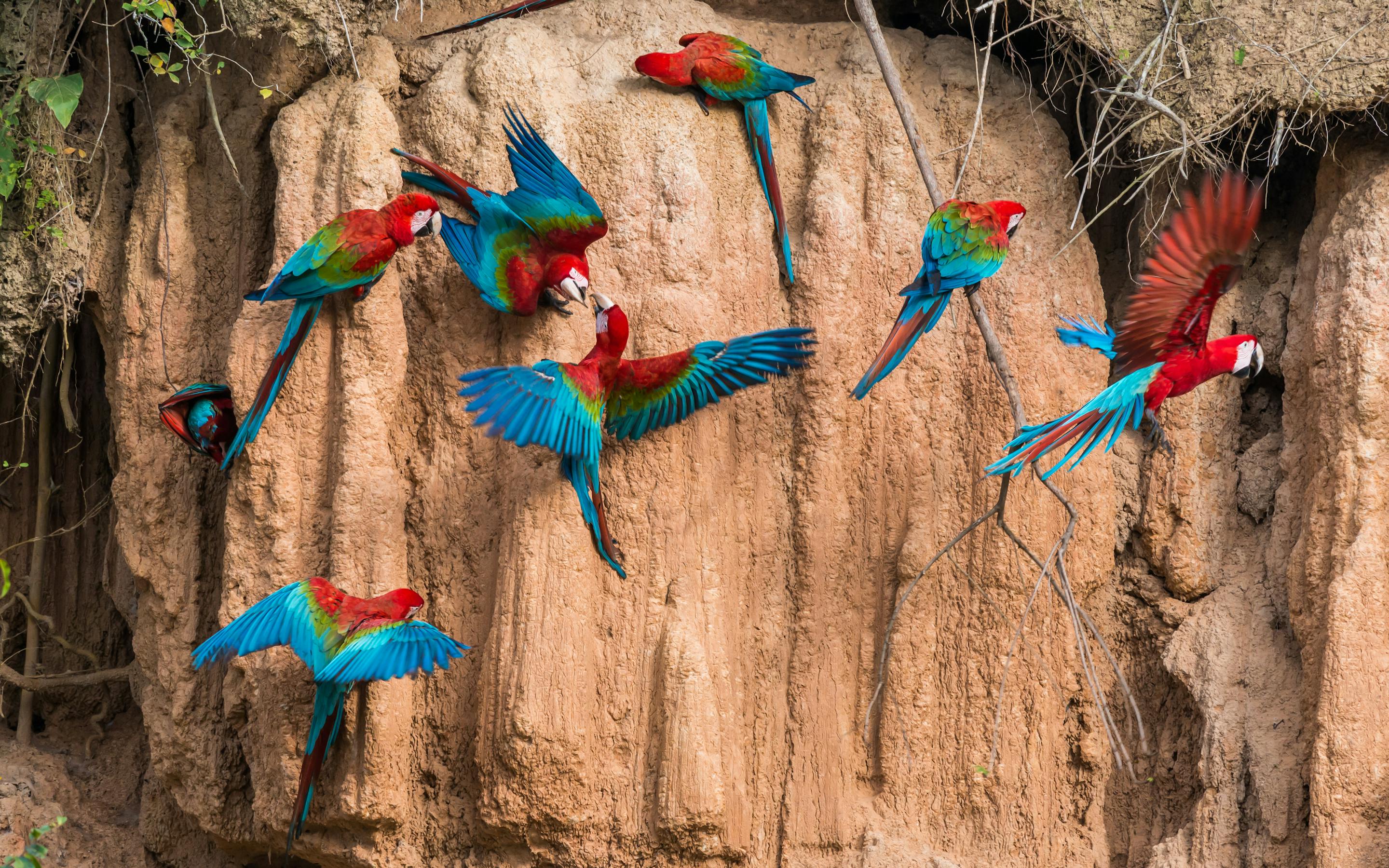 Colorful red, blue, and green macaws gathered on a clay cliff, some perched and others in flight, against a natural earthen riverbank backdrop.