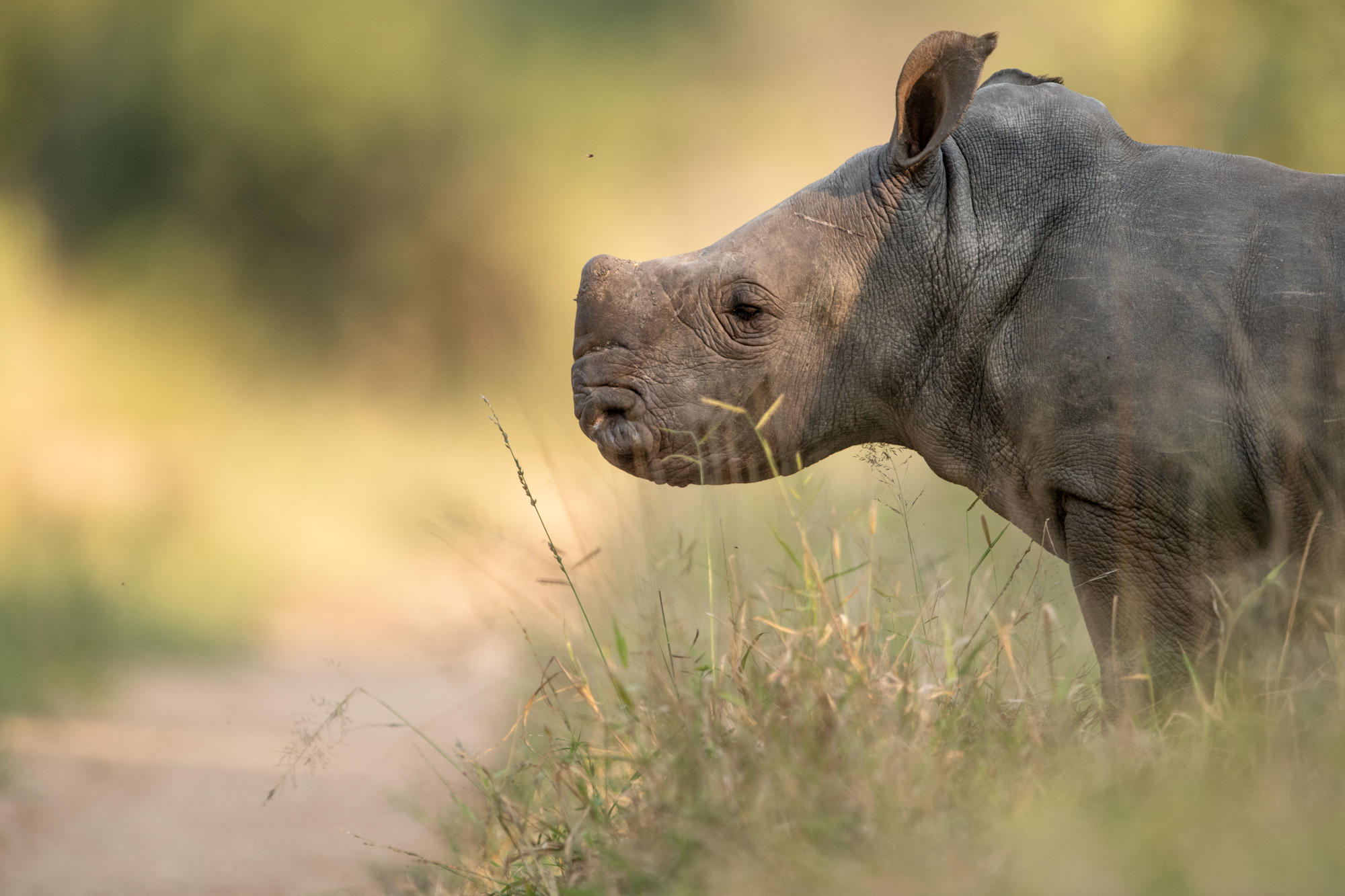 A young rhino stands in tall grass in profile, its horn and wrinkled skin lit by warm late-day light in the bush.