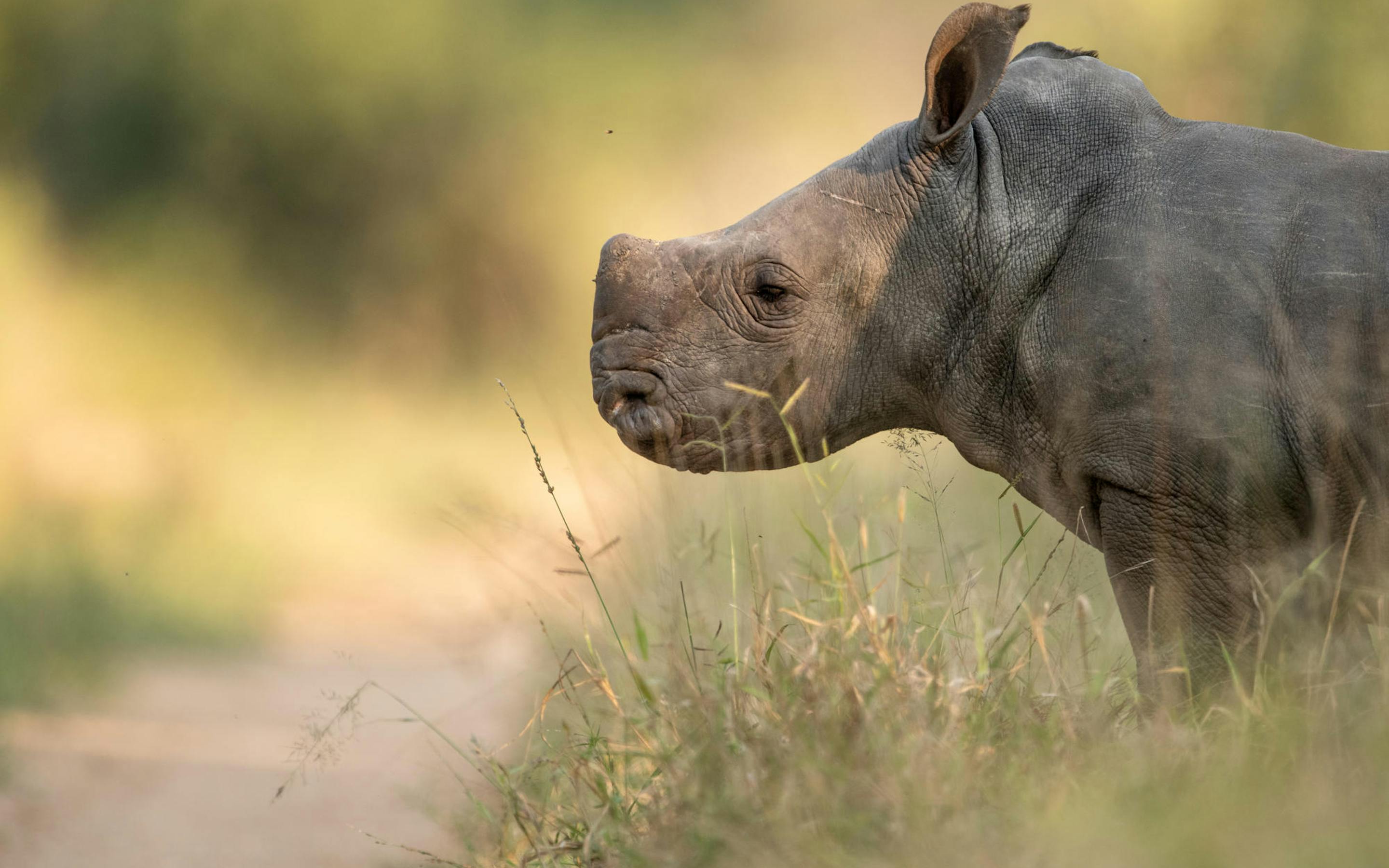 A young rhino stands in tall grass in profile, its horn and wrinkled skin lit by warm late-day light in the bush.