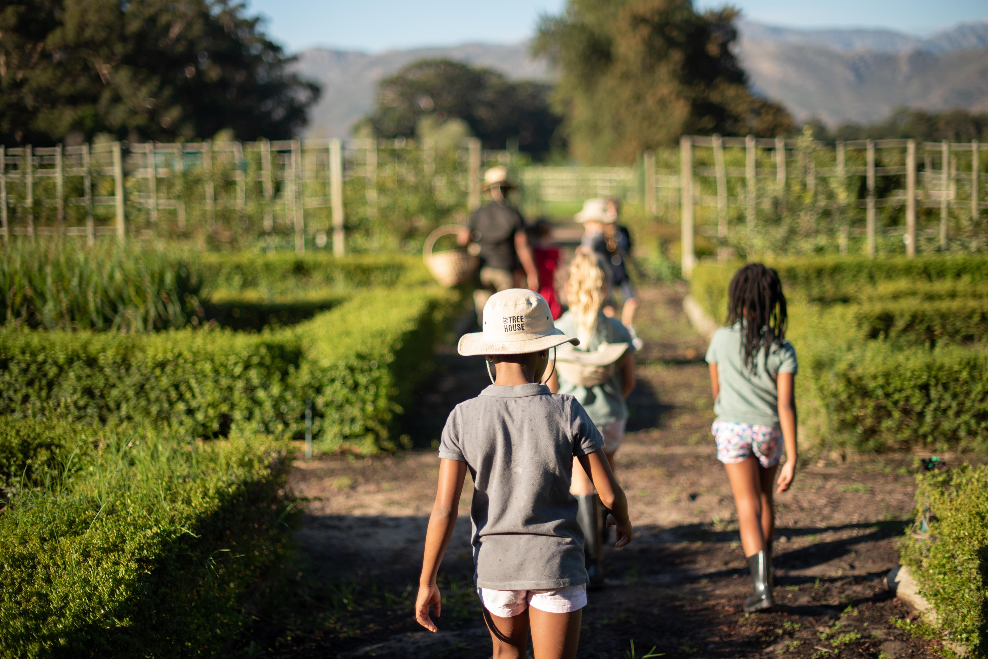 A small group walks down a vineyard path, moving between green vine rows toward distant mountains and trees.