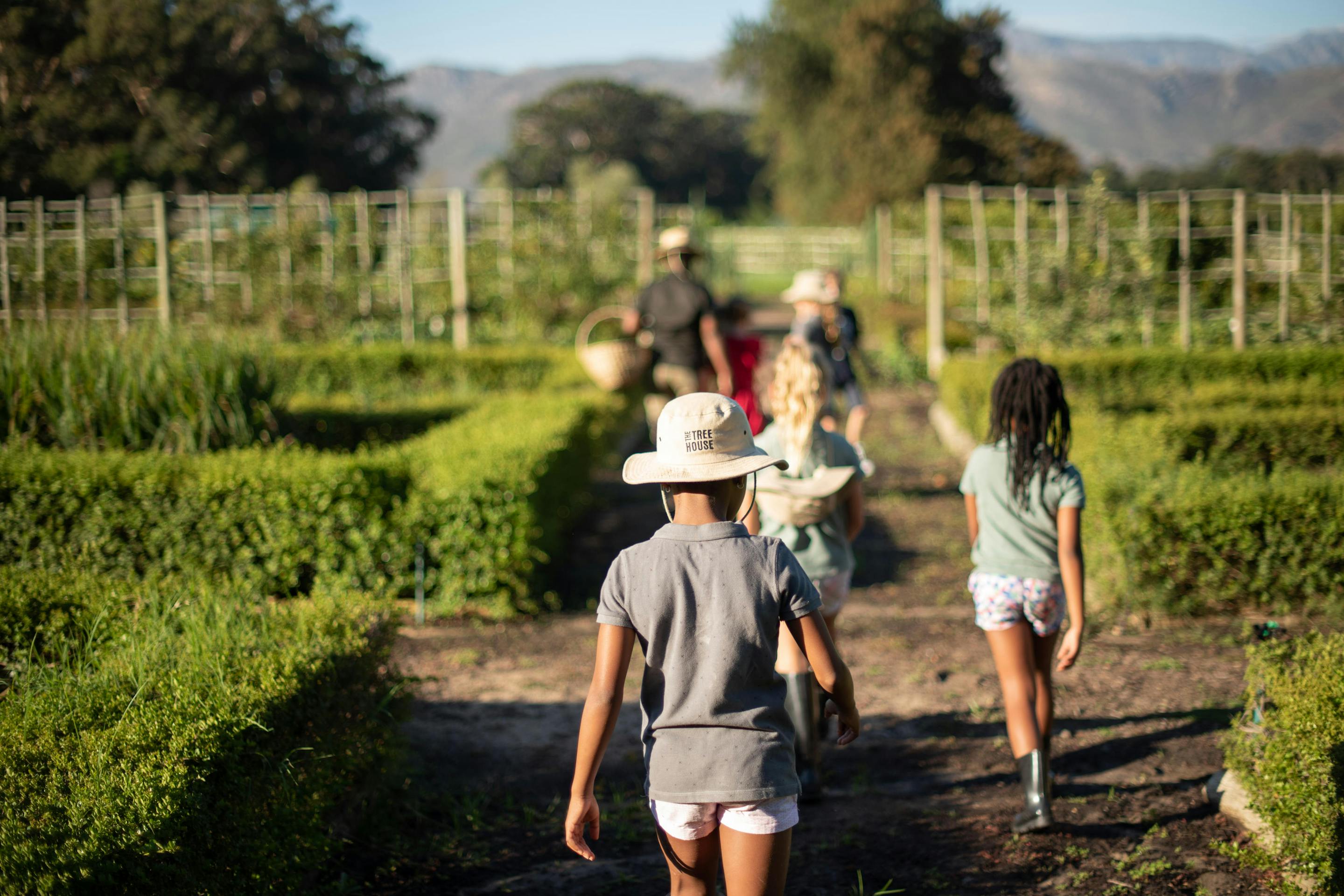 A small group walks down a vineyard path, moving between green vine rows toward distant mountains and trees.