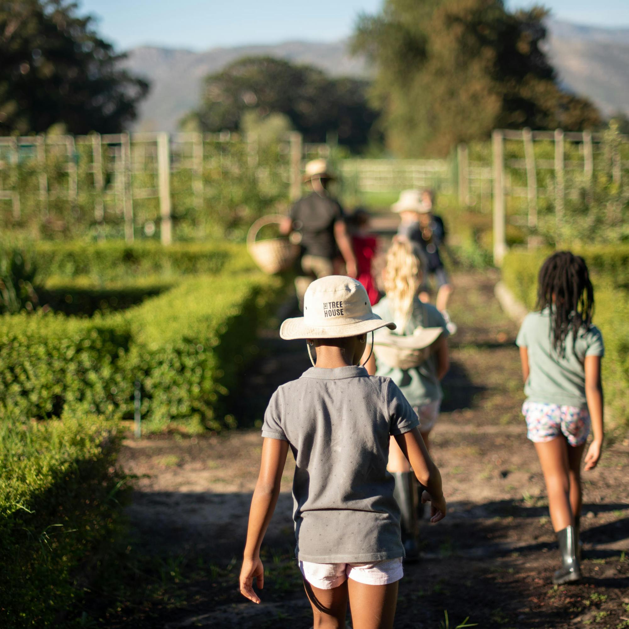 A small group walks down a vineyard path, moving between green vine rows toward distant mountains and trees.