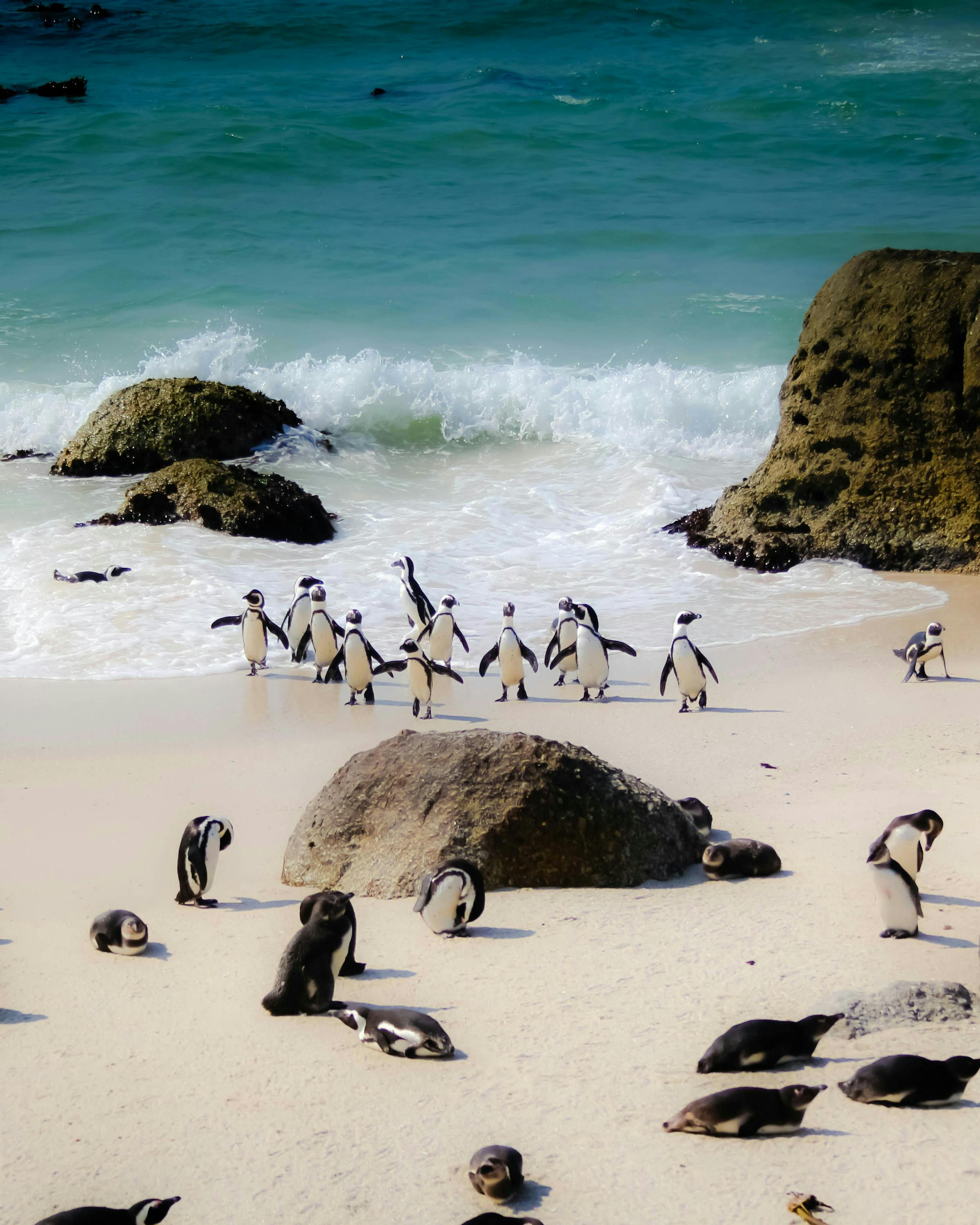 African penguins gather on a sandy beach among granite boulders, with waves breaking in the background, in bright daylight.