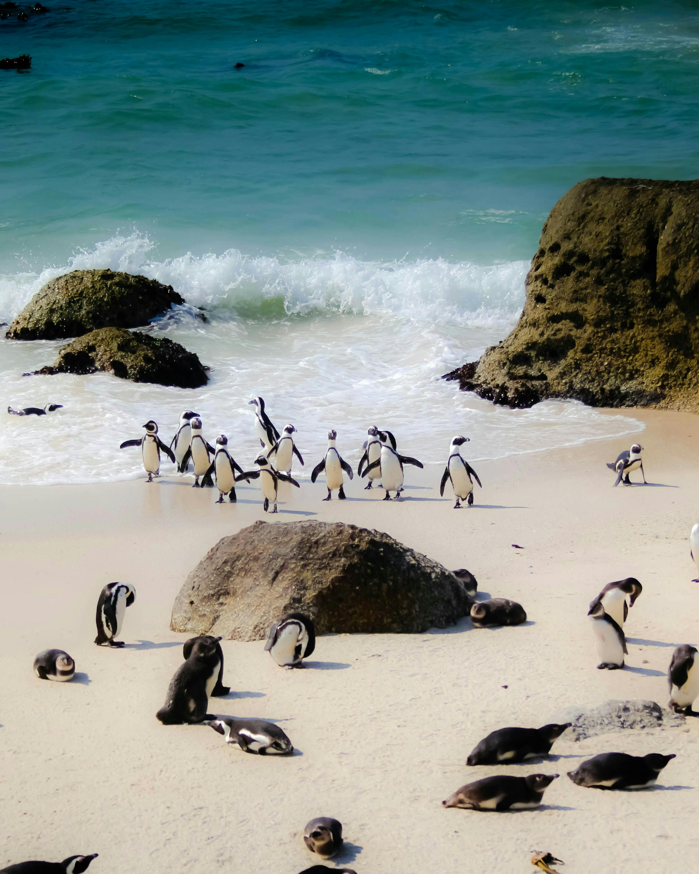 African penguins gather on a sandy beach among granite boulders, with waves breaking in the background, in bright daylight.