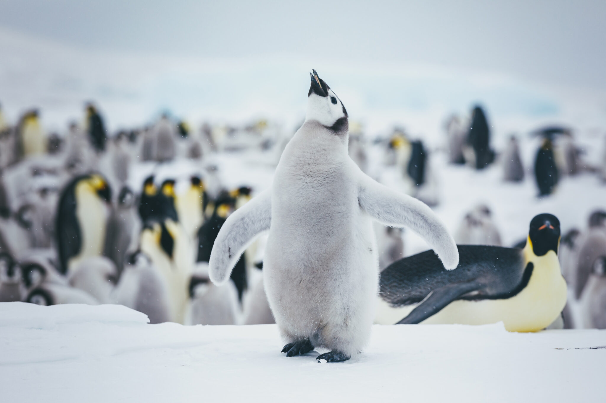 An emperor penguin chick spreads its flippers on snow as a colony of adult penguins blurs in the background.
