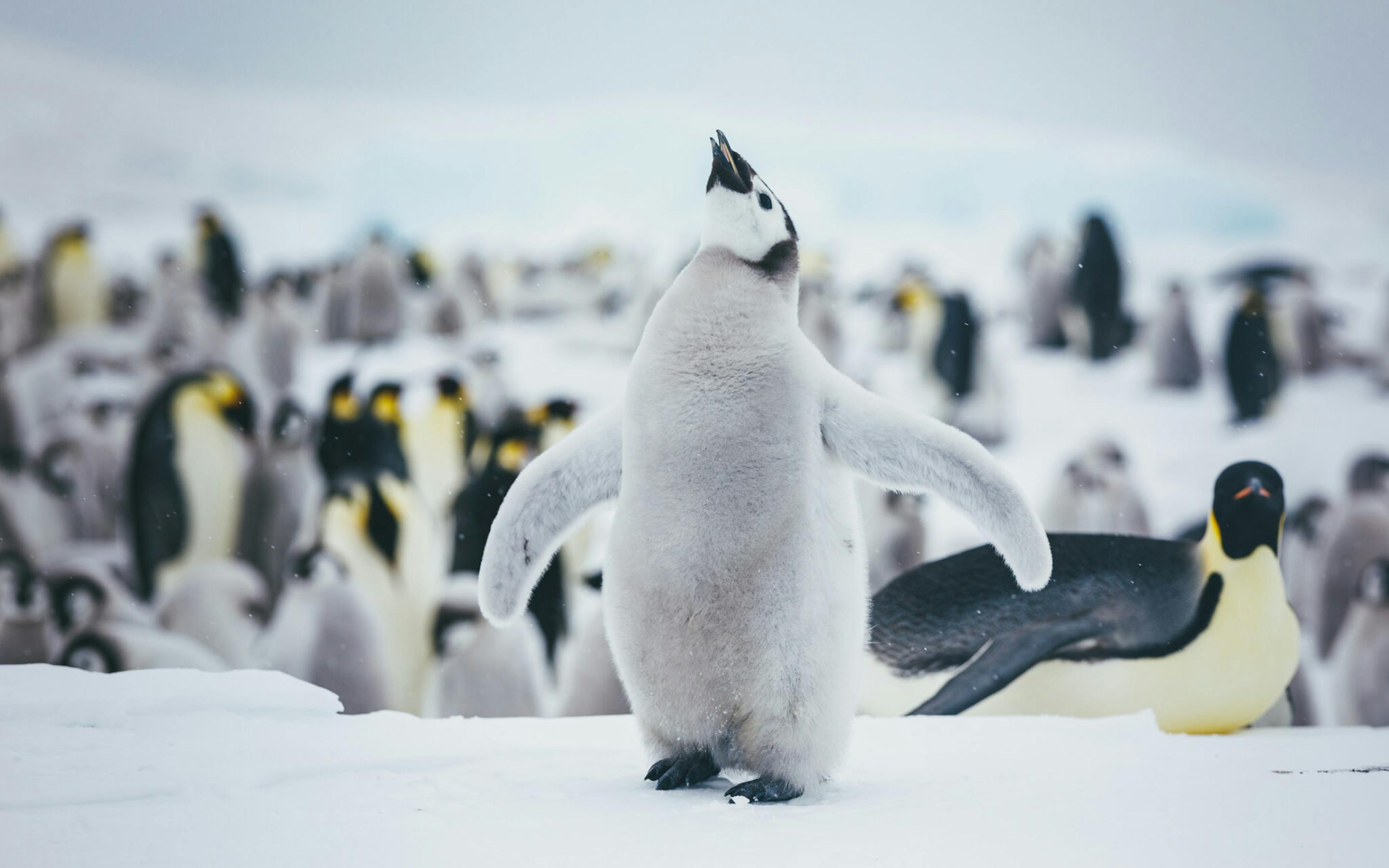 An emperor penguin chick spreads its flippers on snow as a colony of adult penguins blurs in the background.