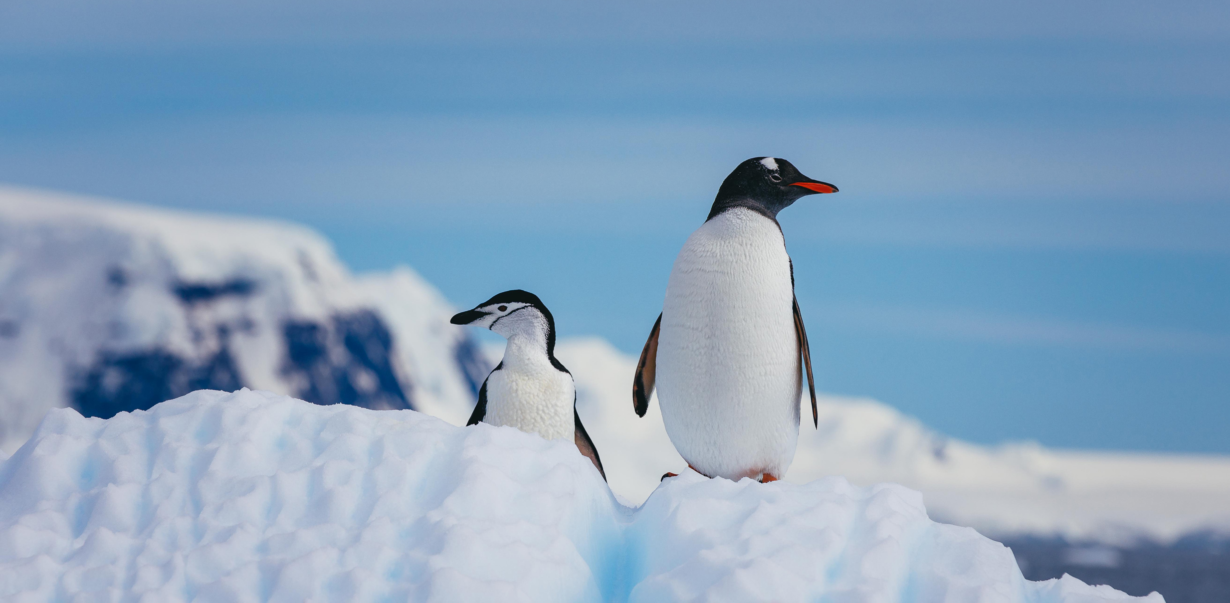 A gentoo and chinstrap penguin stand on a snowy ridge beside ice cliffs under a blue sky,