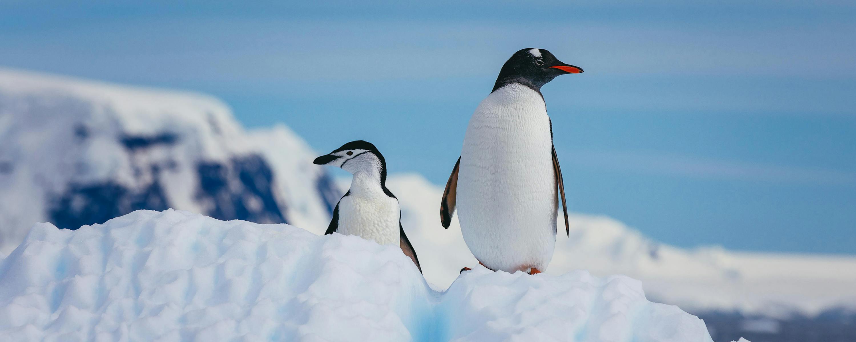 A gentoo and chinstrap penguin stand on a snowy ridge beside ice cliffs under a blue sky,