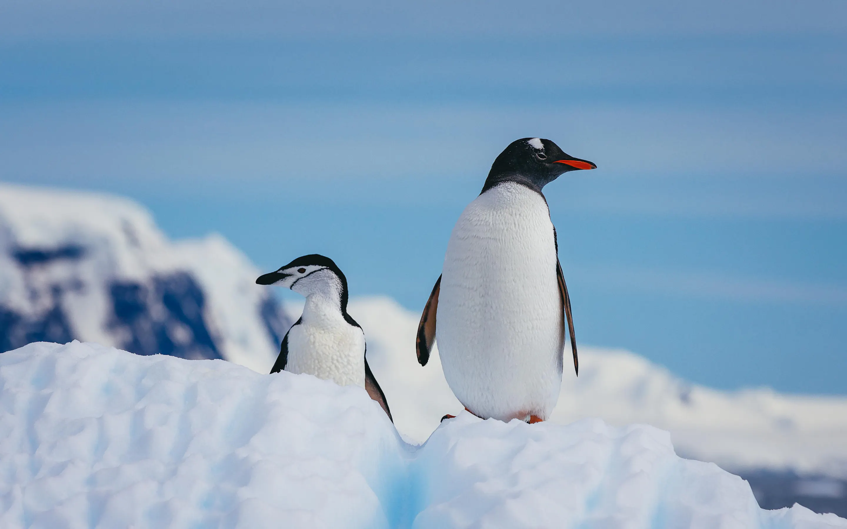 A gentoo and chinstrap penguin stand on a snowy ridge beside ice cliffs under a blue sky,