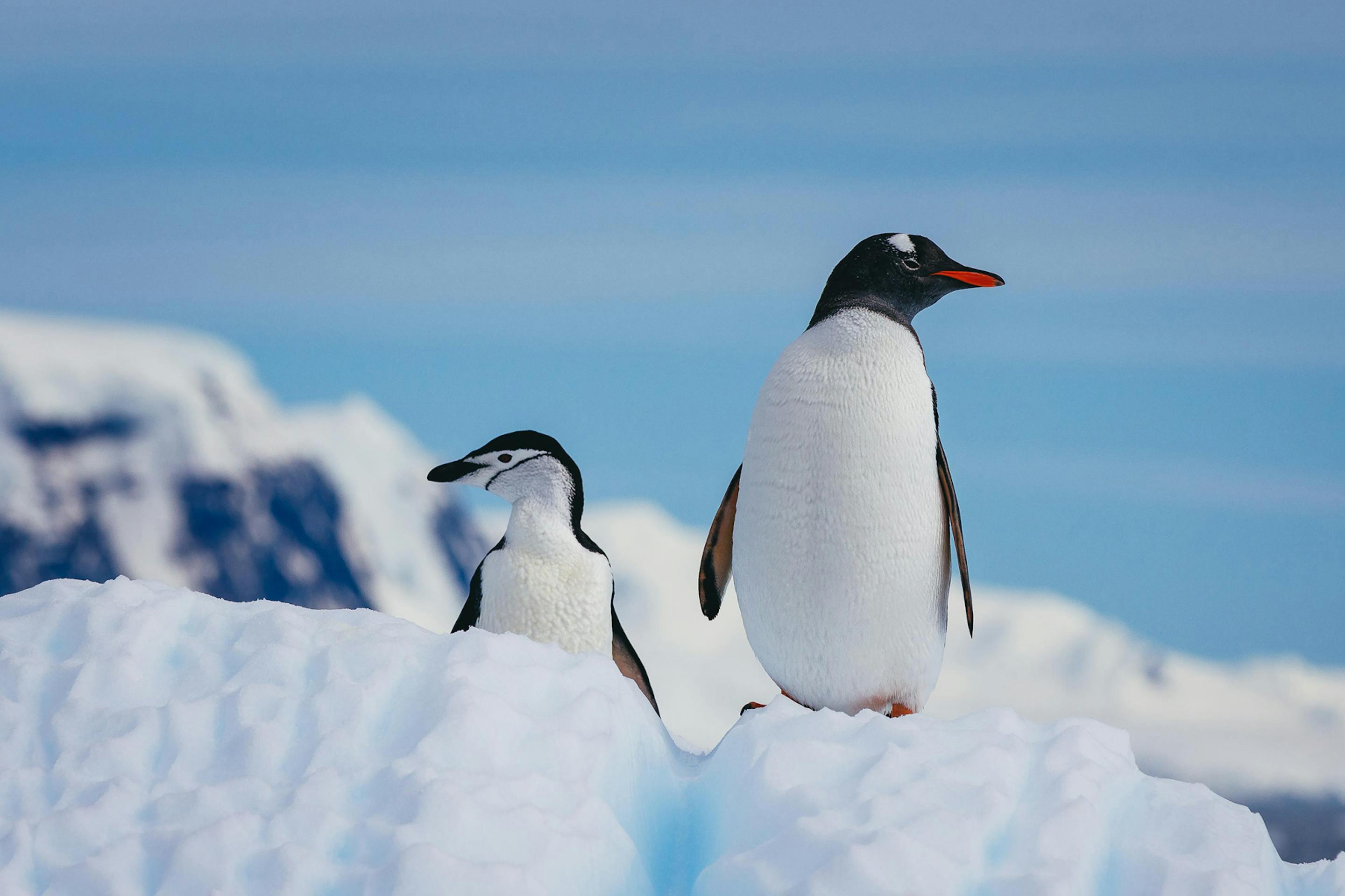 A gentoo and chinstrap penguin stand on a snowy ridge beside ice cliffs under a blue sky,