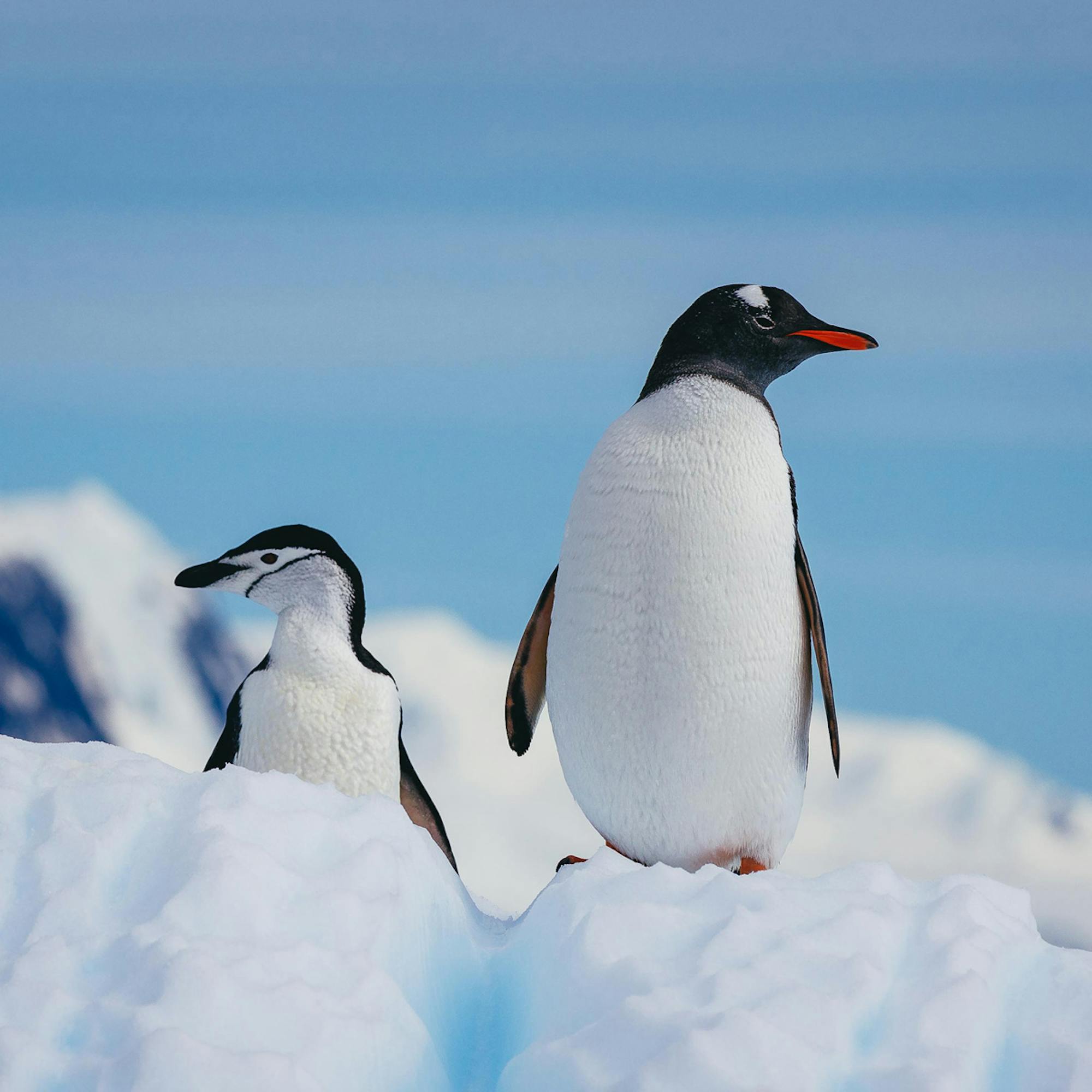 A gentoo and chinstrap penguin stand on a snowy ridge beside ice cliffs under a blue sky,