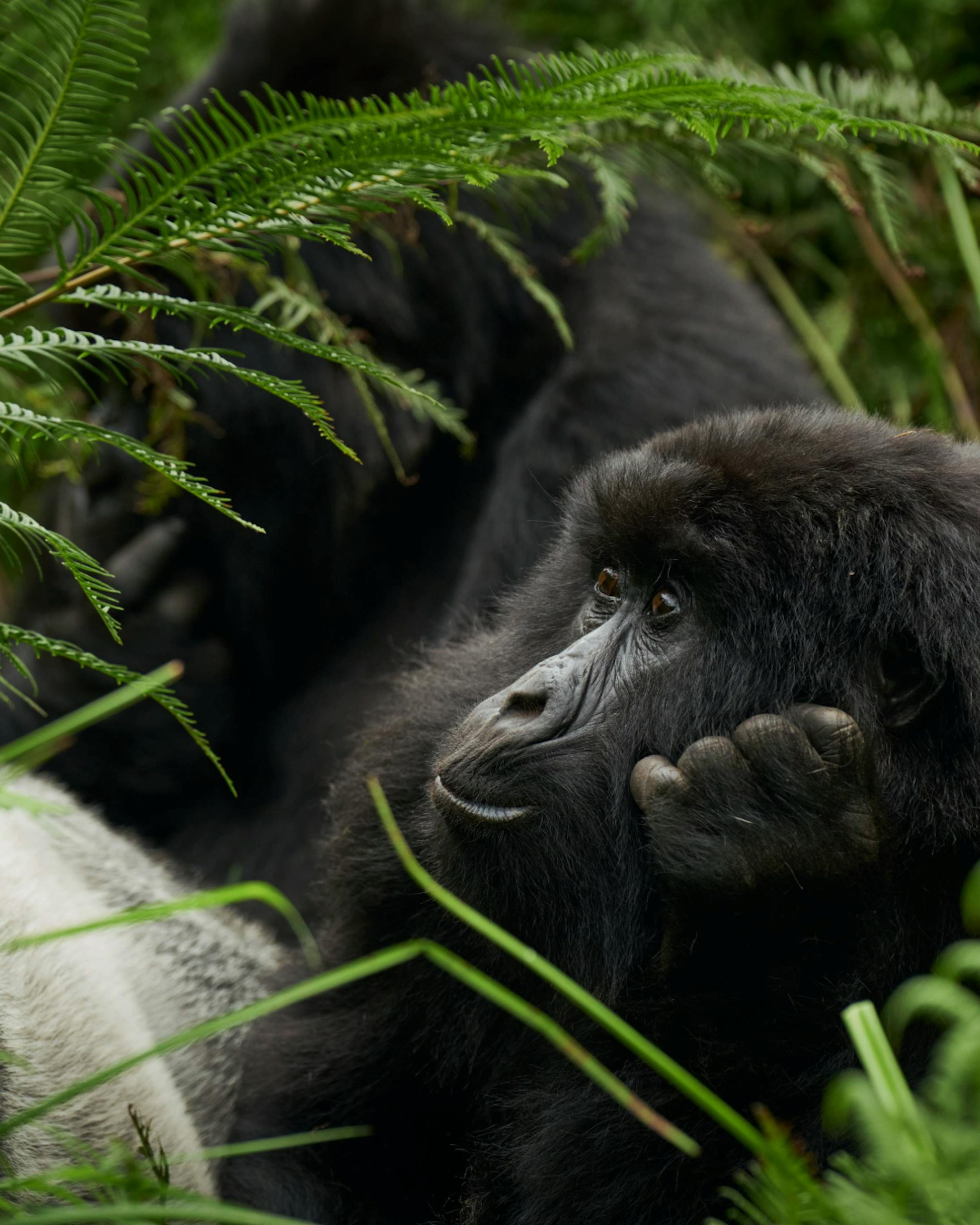 Close-up of a gorilla resting among lush green foliage, its hand raised to its face as it gazes thoughtfully into the forest.