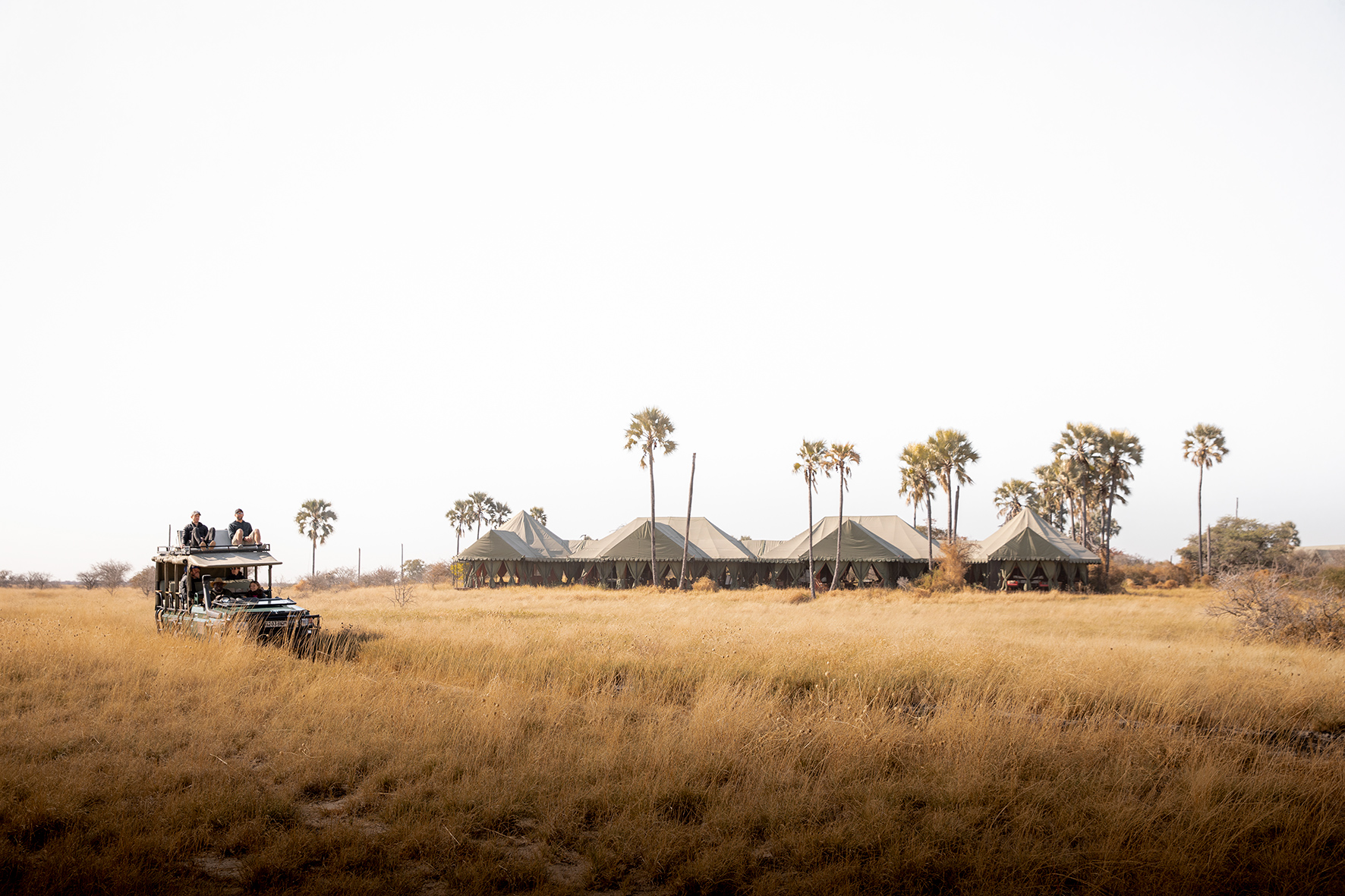 Open safari vehicle driving through golden grasslands toward a tented safari camp surrounded by palm trees under a clear sky.