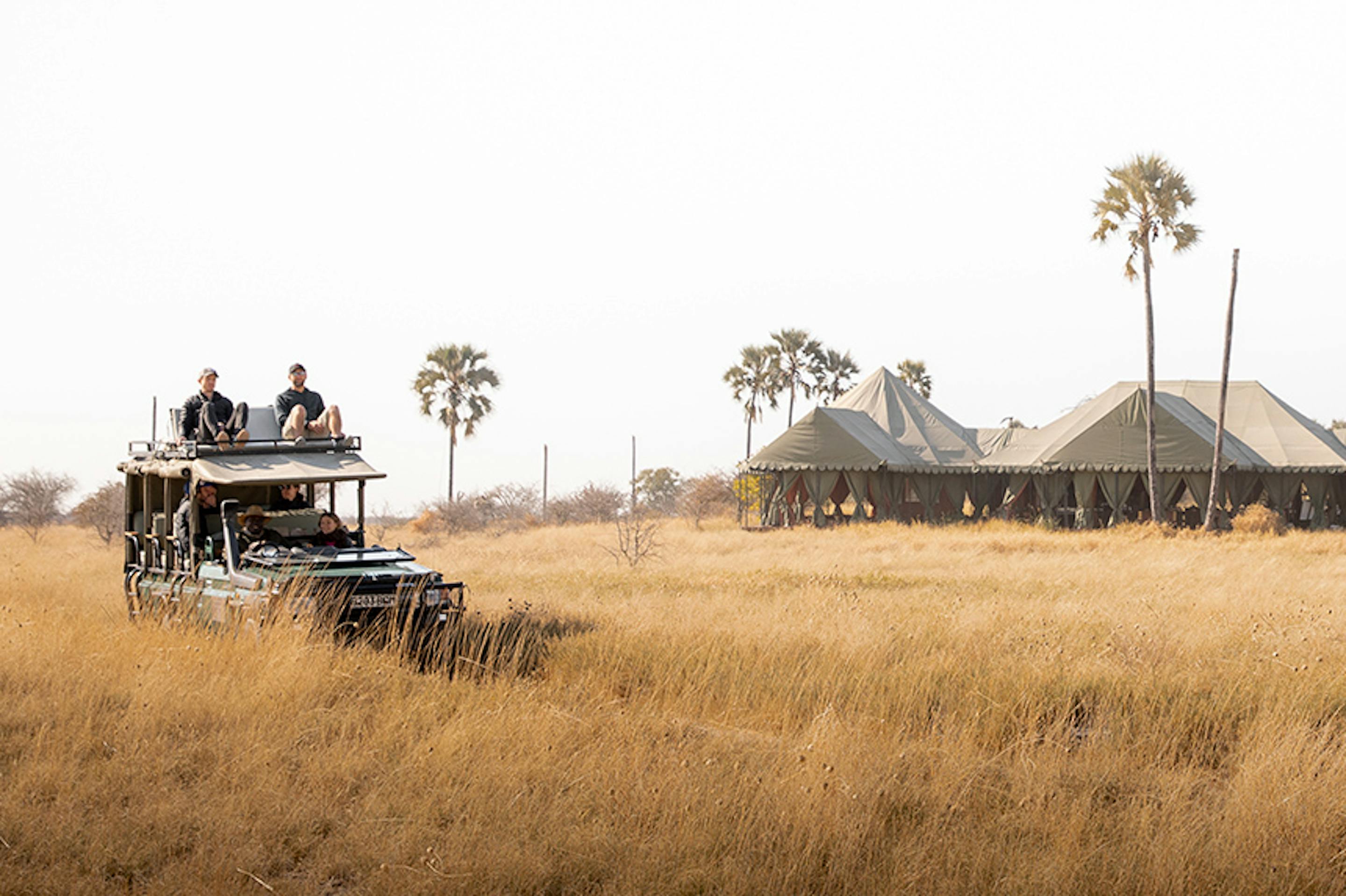 Open safari vehicle driving through golden grasslands toward a tented safari camp surrounded by palm trees under a clear sky.