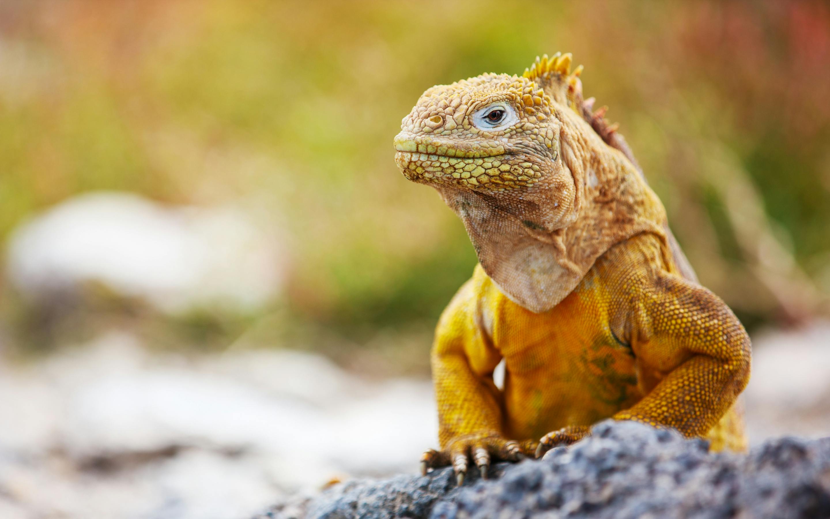Close-up of a golden-yellow iguana perched on a dark volcanic rock, with a softly blurred natural background.