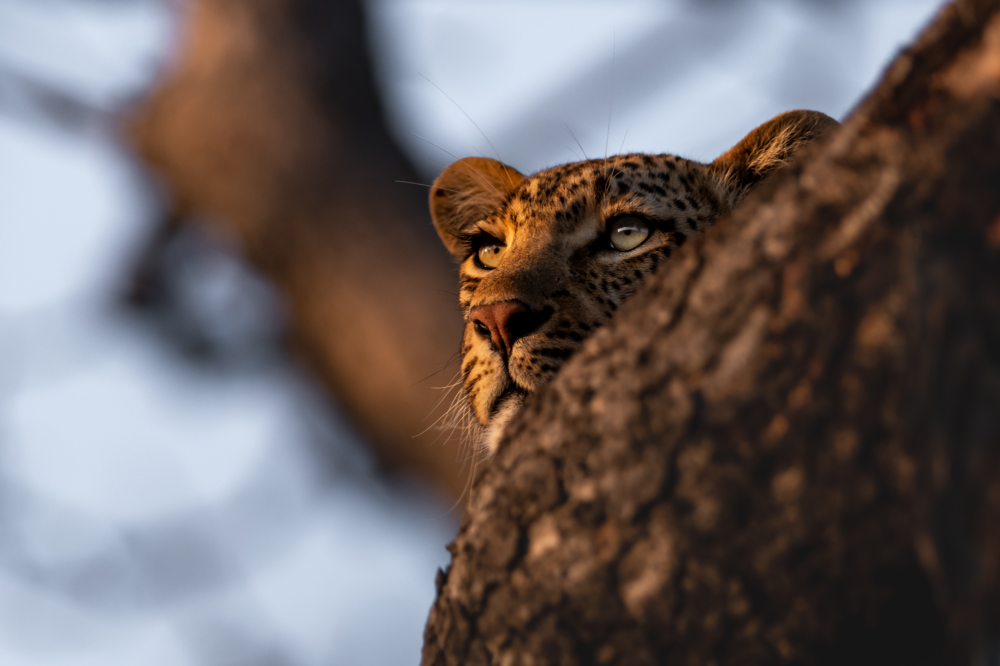 Close-up of a leopard resting in a tree, peering over a thick branch in warm golden light.