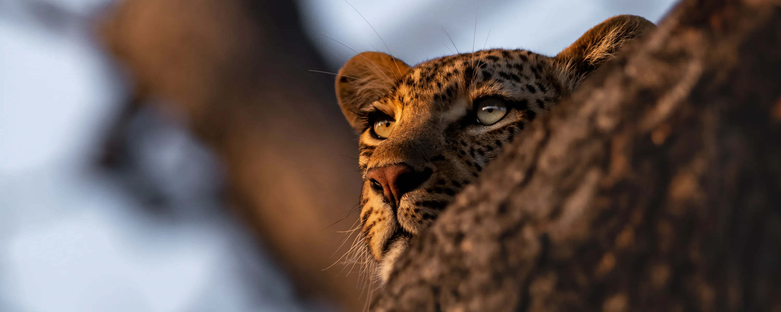 Close-up of a leopard resting in a tree, peering over a thick branch in warm golden light.