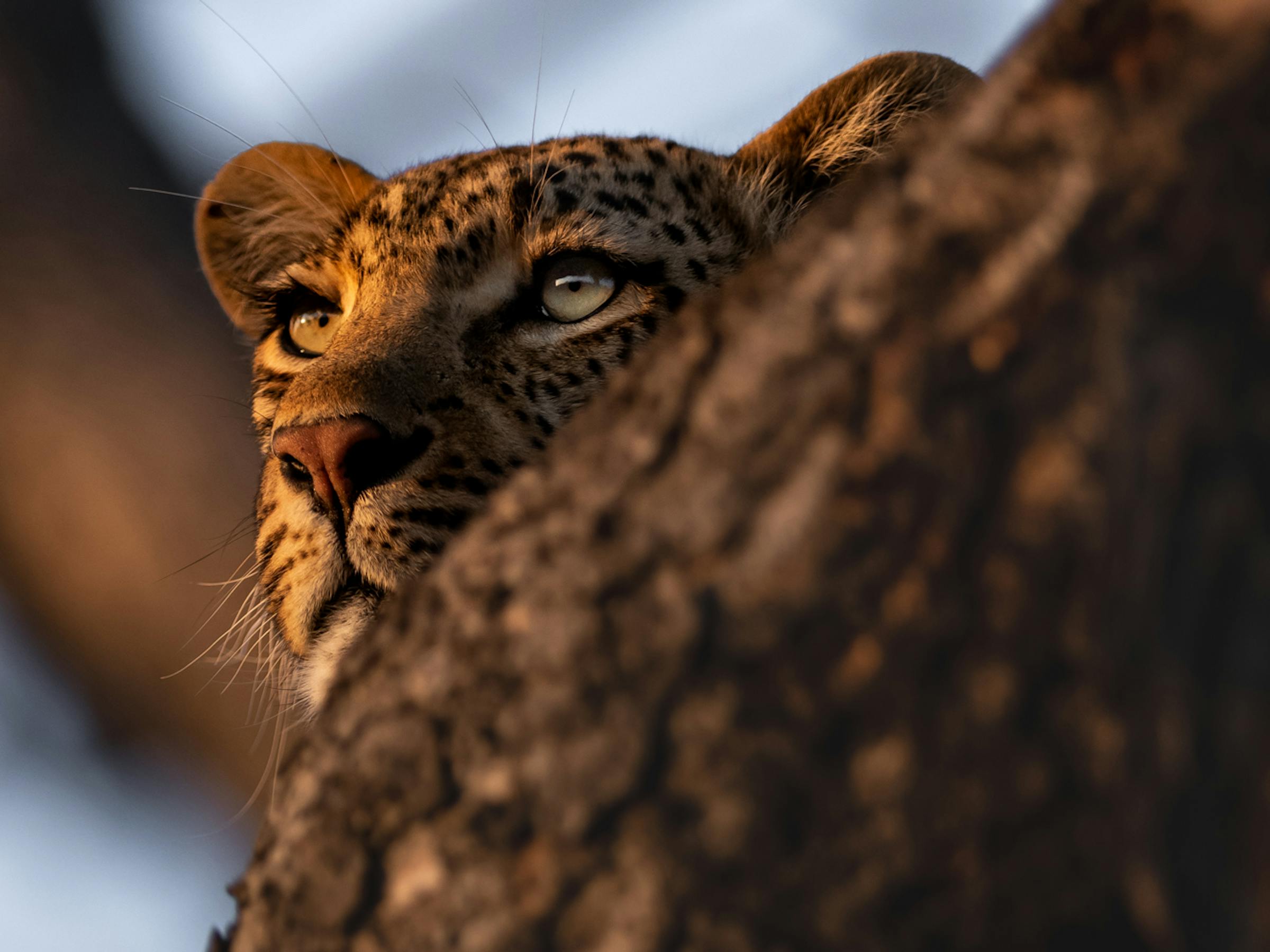 Close-up of a leopard resting in a tree, peering over a thick branch in warm golden light.