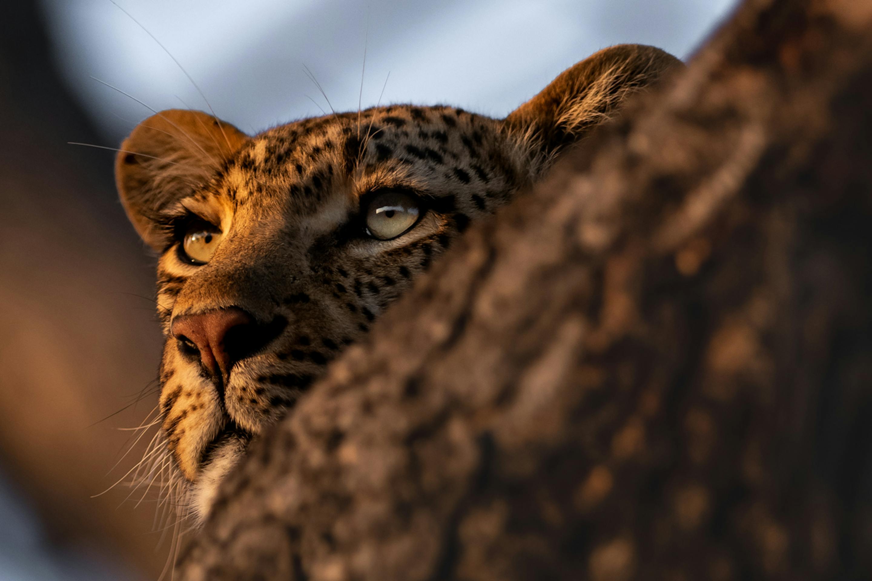 Close-up of a leopard resting in a tree, peering over a thick branch in warm golden light.