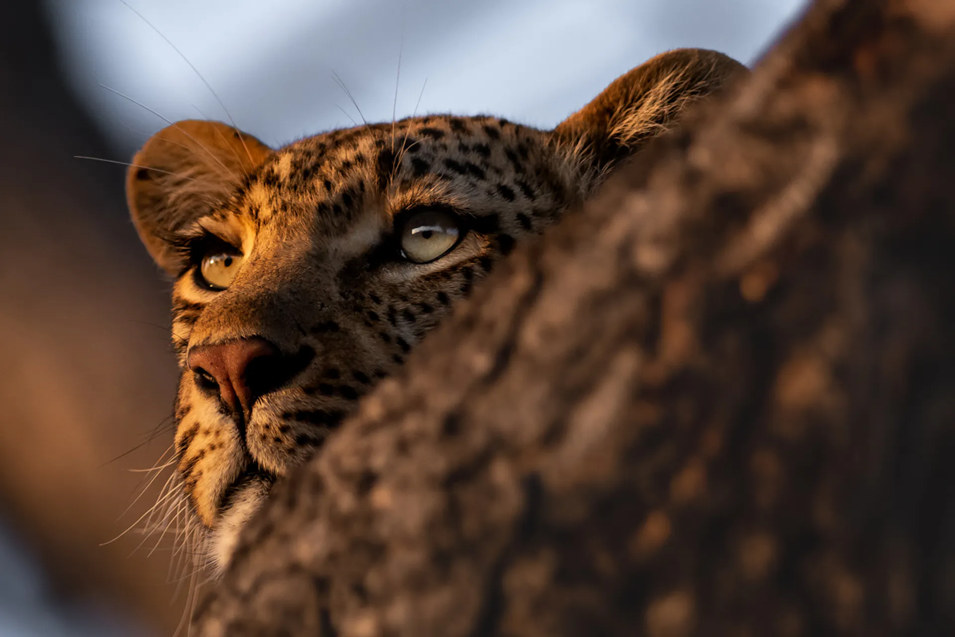 South Africa Luxury Safari Tours | Extraordinary Journeys