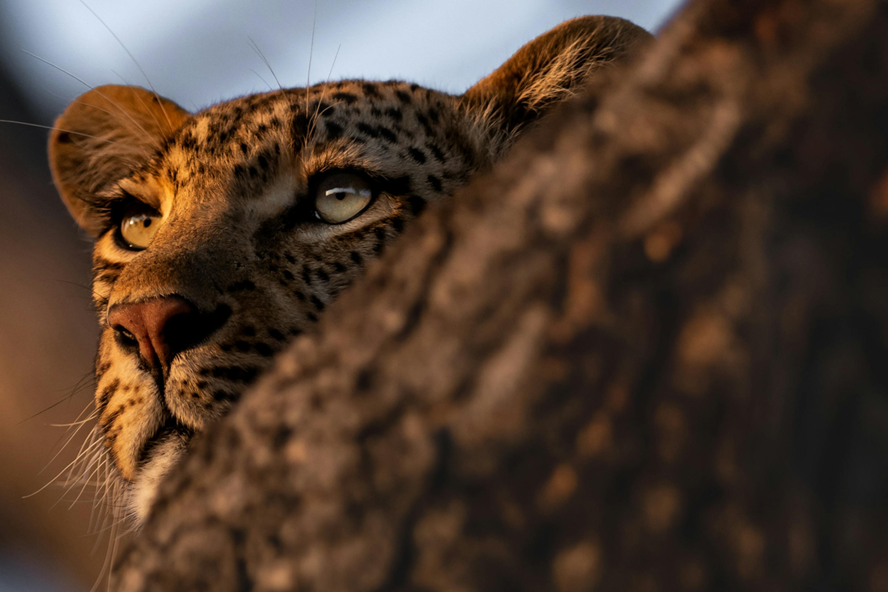 Close-up of a leopard resting in a tree, peering over a thick branch in warm golden light.