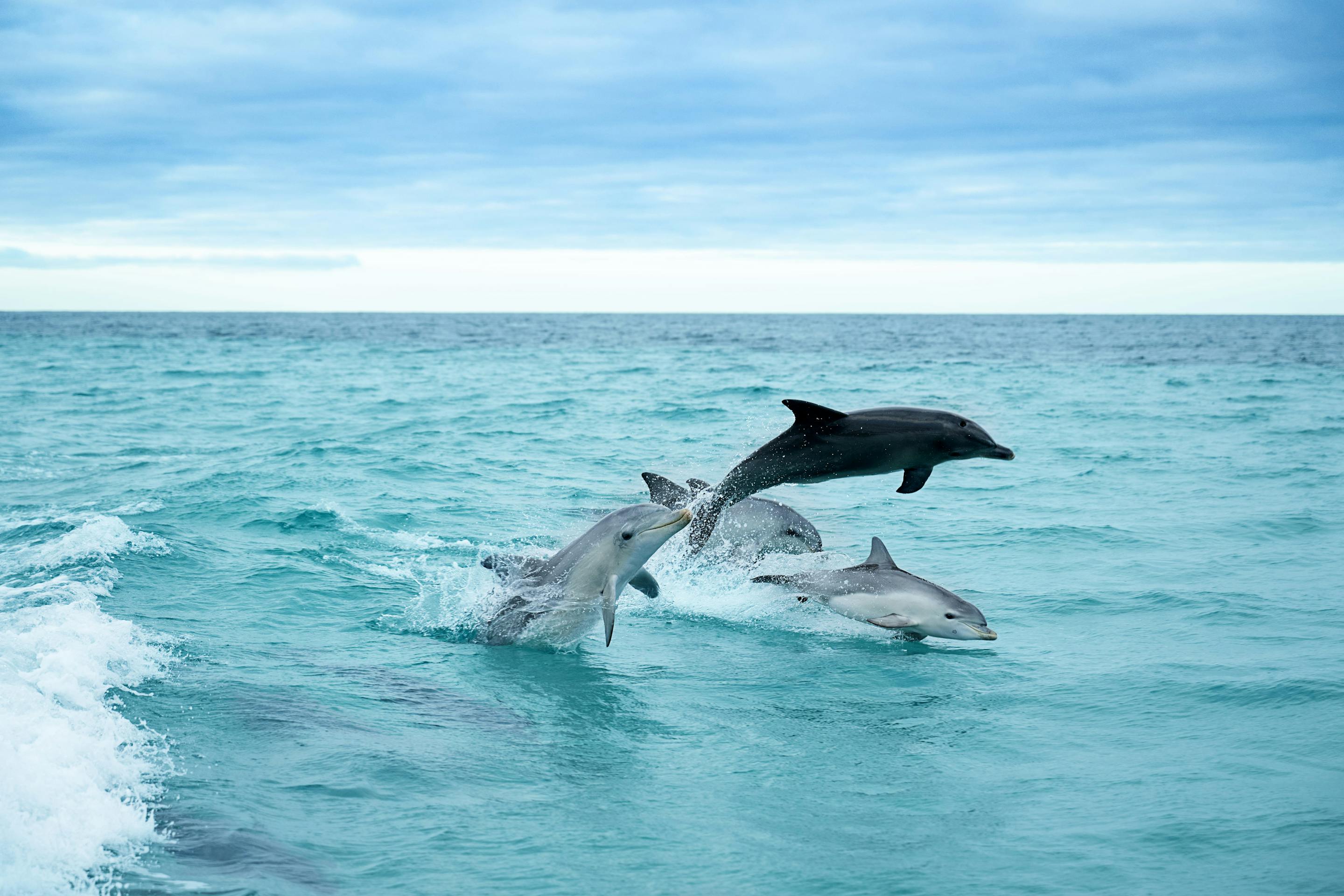 Two dolphins leap above turquoise waves, splashes trailing behind them under a pale blue sky on open water.