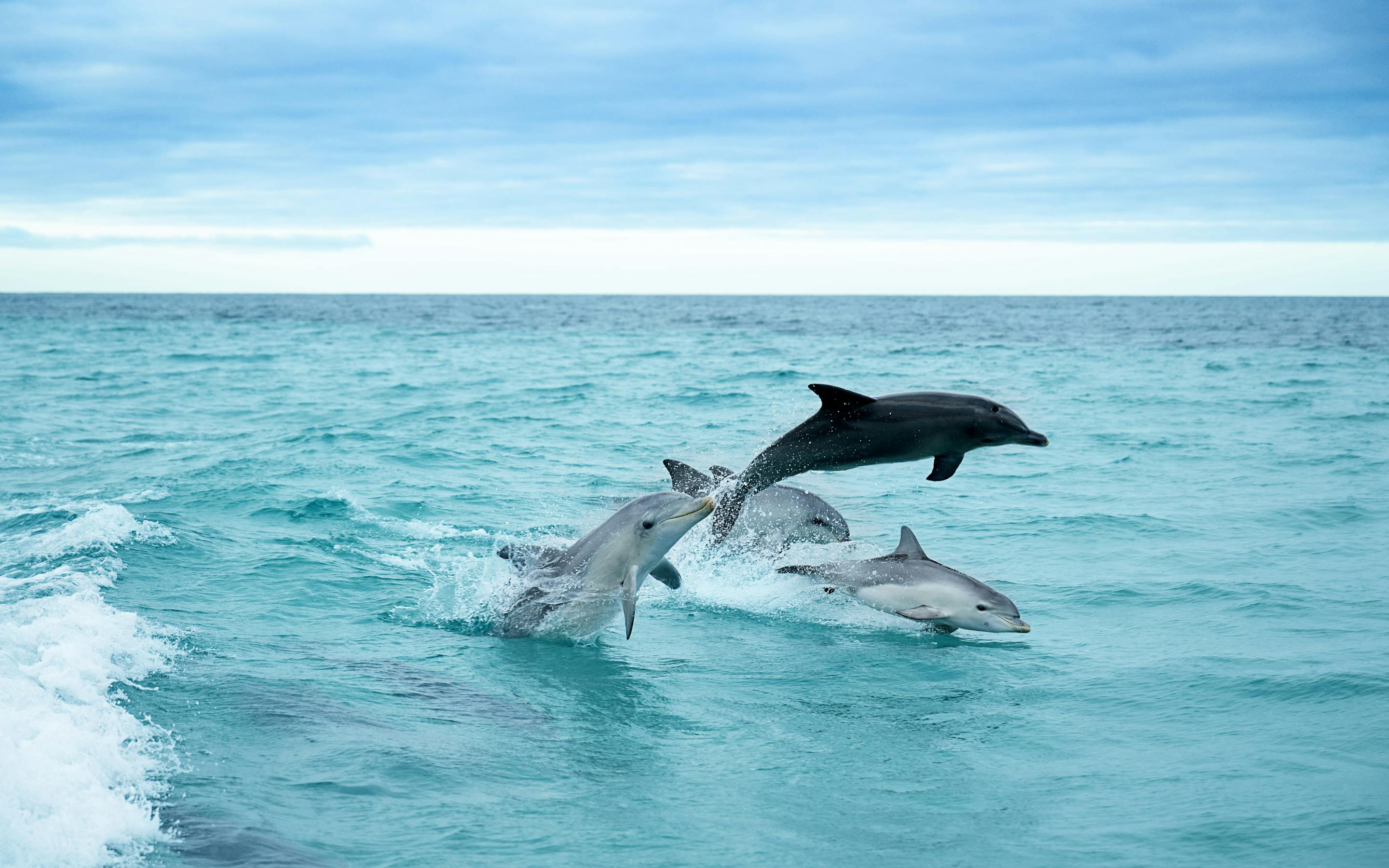 Two dolphins leap above turquoise waves, splashes trailing behind them under a pale blue sky on open water.