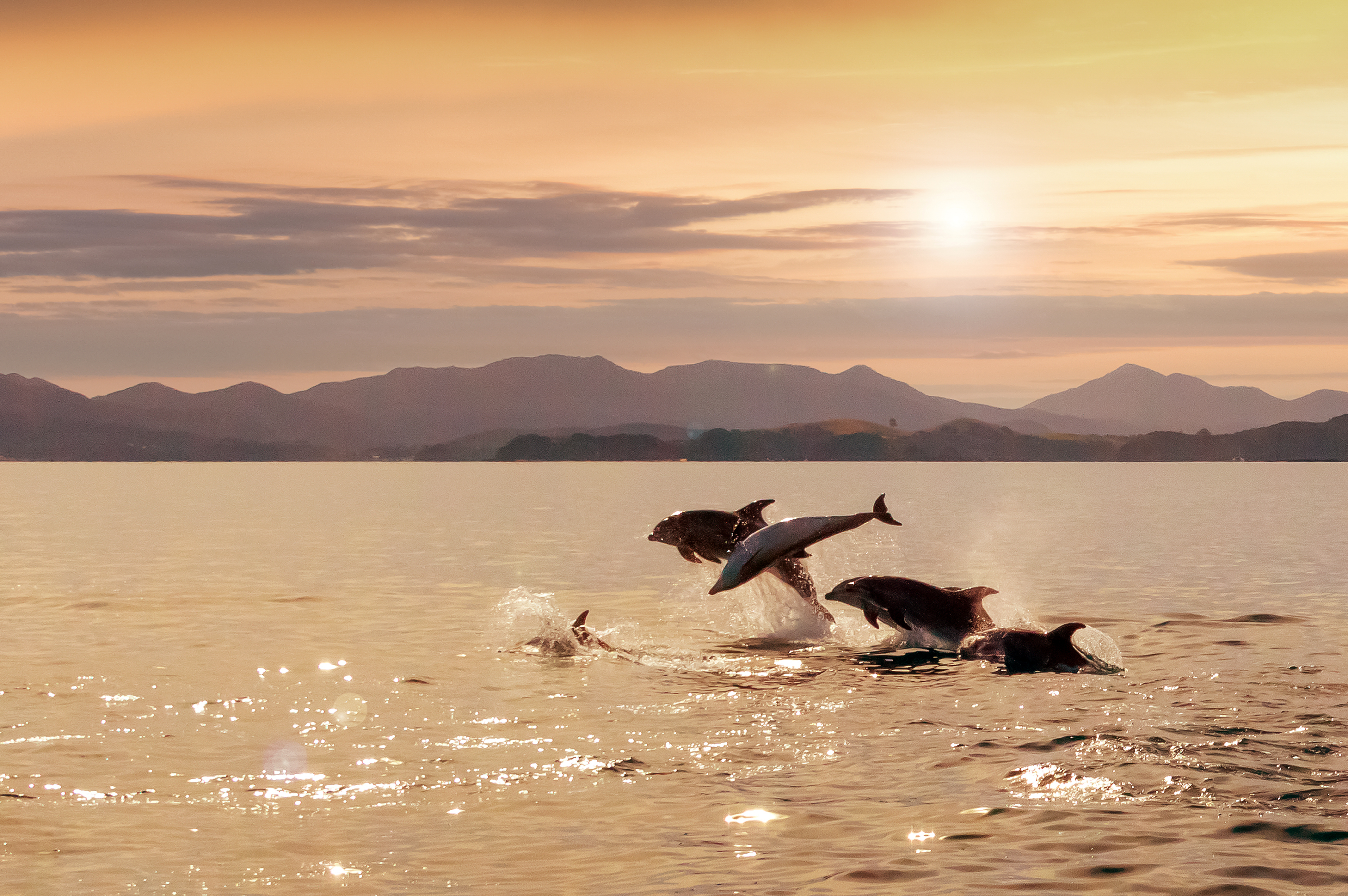 Two dolphins leap from calm water at sunrise, silhouettes arcing above golden reflections near a distant shoreline.