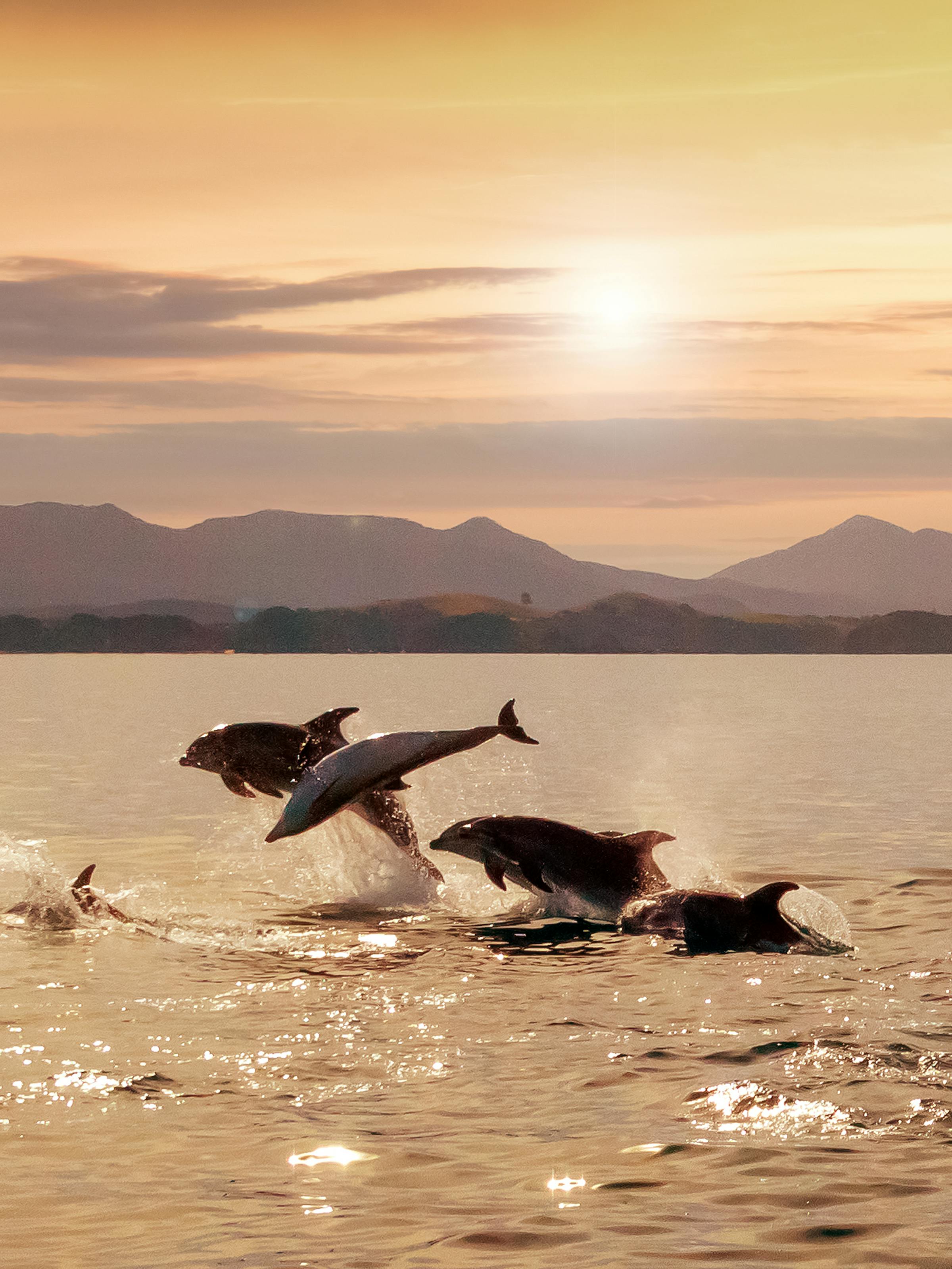 Two dolphins leap from calm water at sunrise, silhouettes arcing above golden reflections near a distant shoreline.