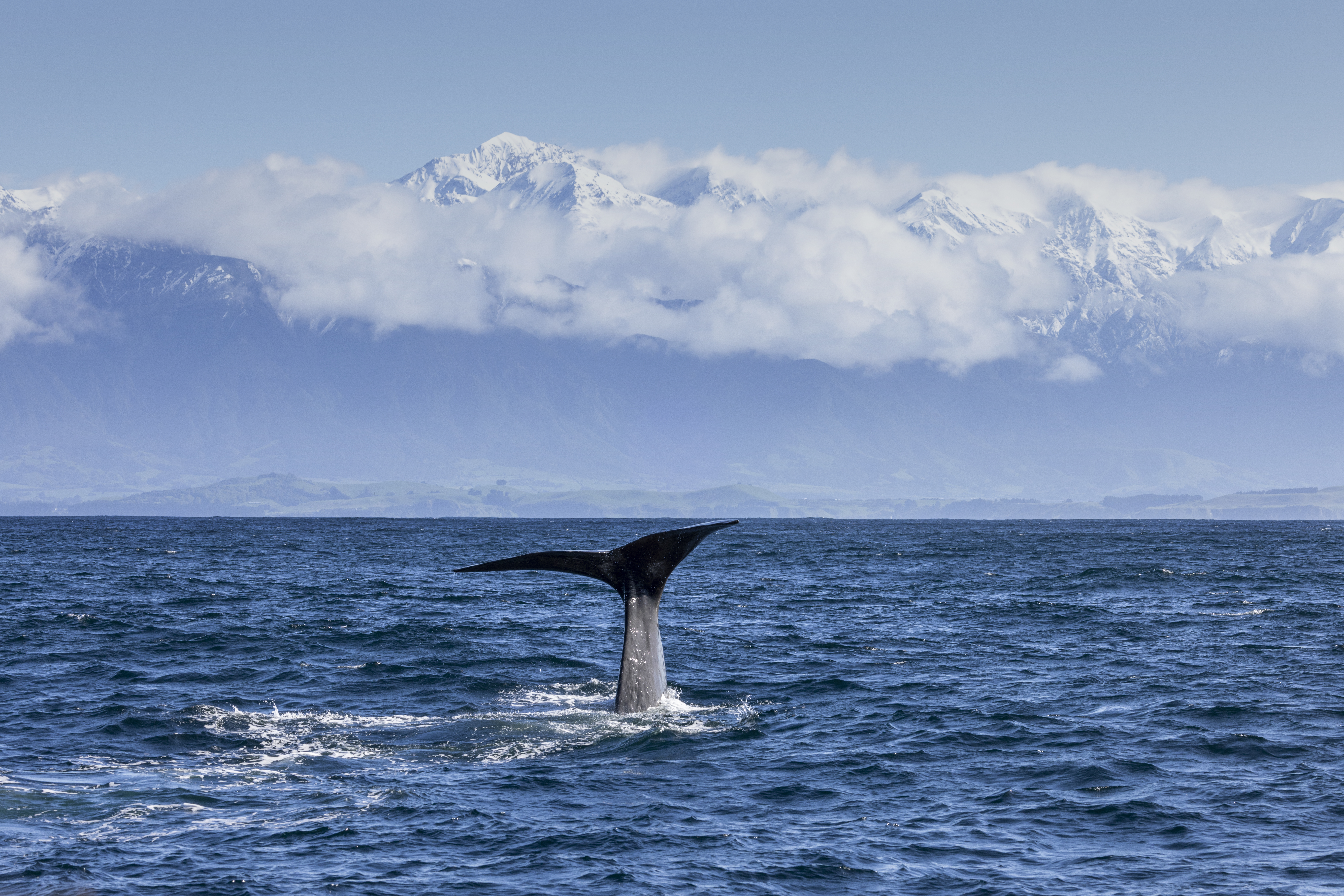 A whale tail rises from the ocean off Kaikoura, with snowy peaks and low clouds stretching across the horizon.