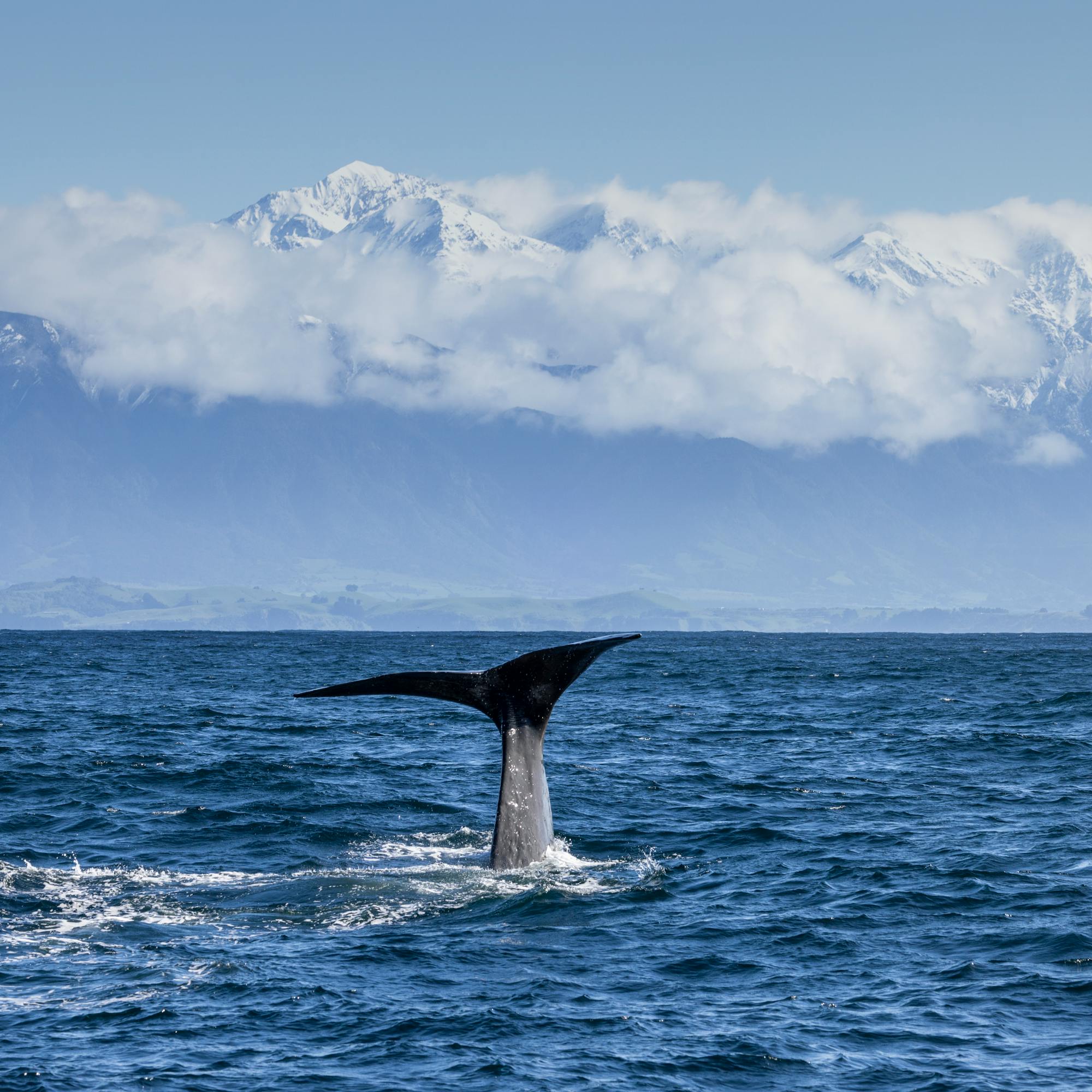 A whale tail rises from the ocean off Kaikoura, with snowy peaks and low clouds stretching across the horizon.