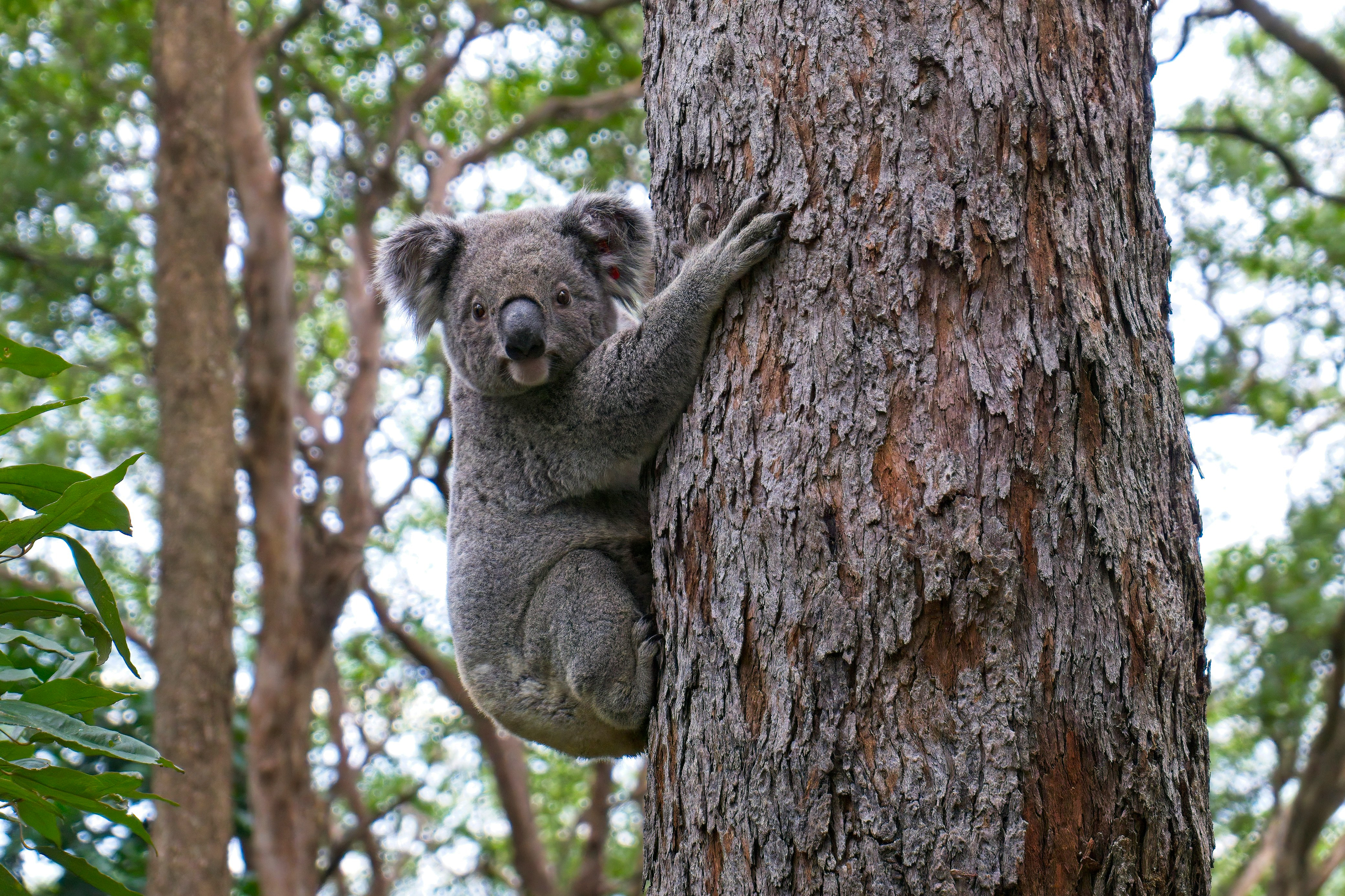 Koala clings to a rough-barked tree trunk, looking toward the camera as eucalyptus leaves softly blur behind.